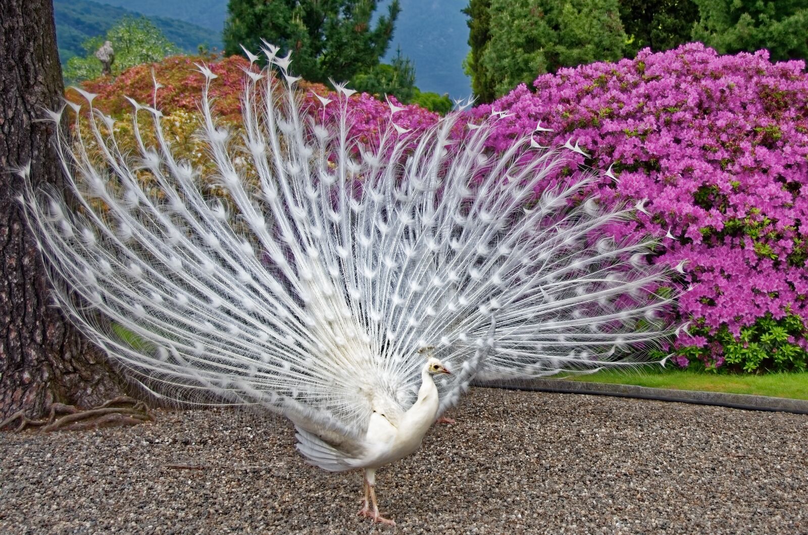 Nikon D7000 sample photo. Peacock, white peacock, plumage photography