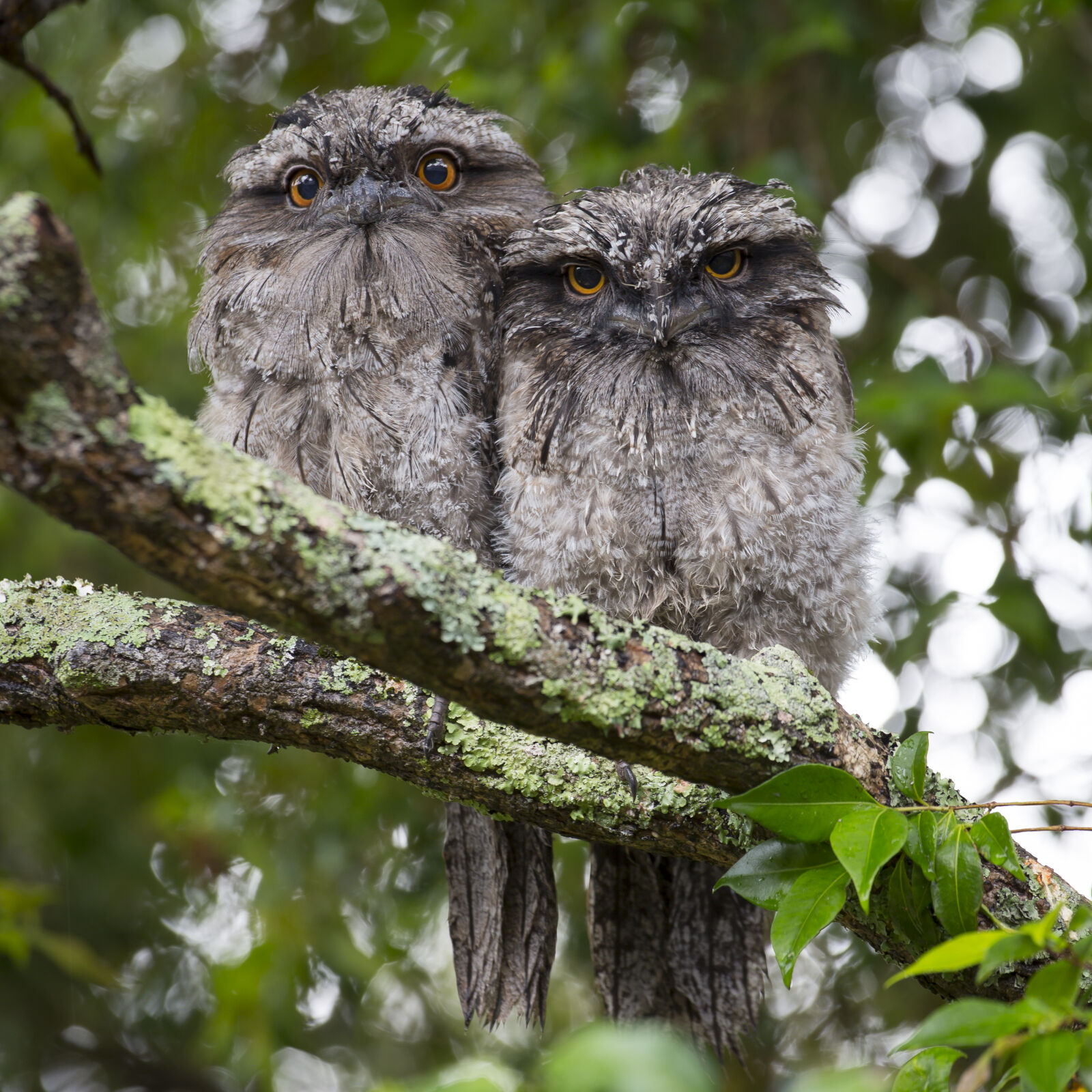 Canon EF 70-200mm F4L USM sample photo. Nature, australia, birds, tawny photography