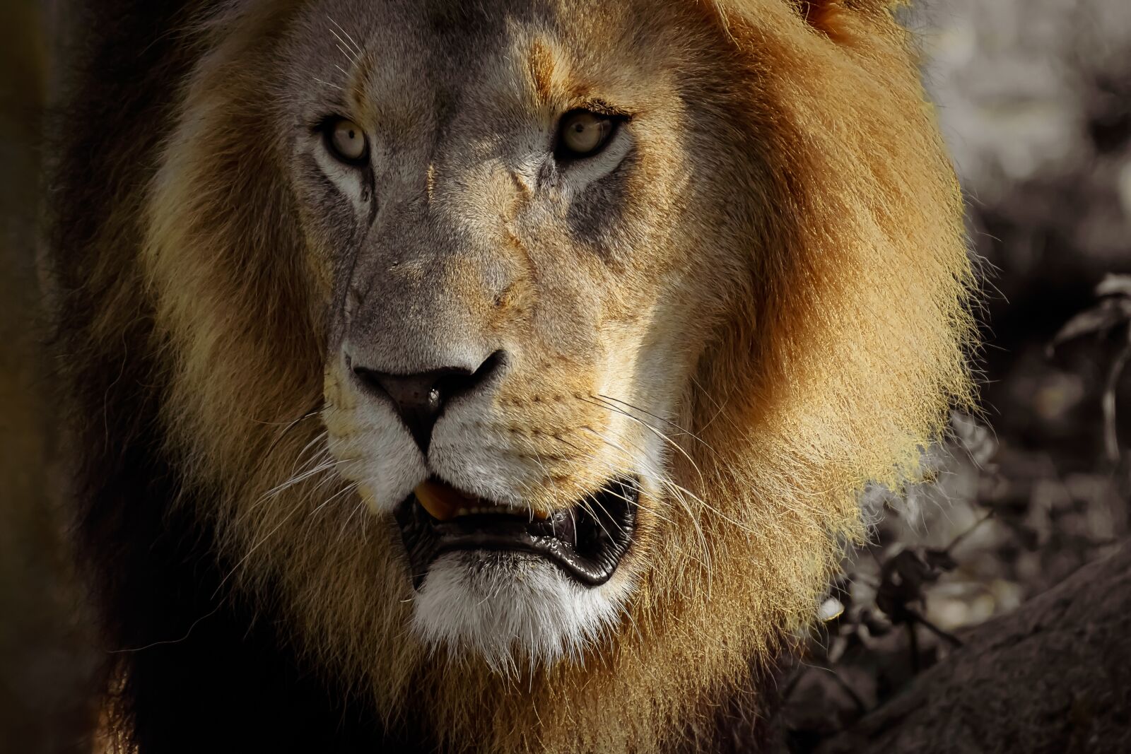 Nikon D7200 sample photo. Lion, predator, dangerous photography