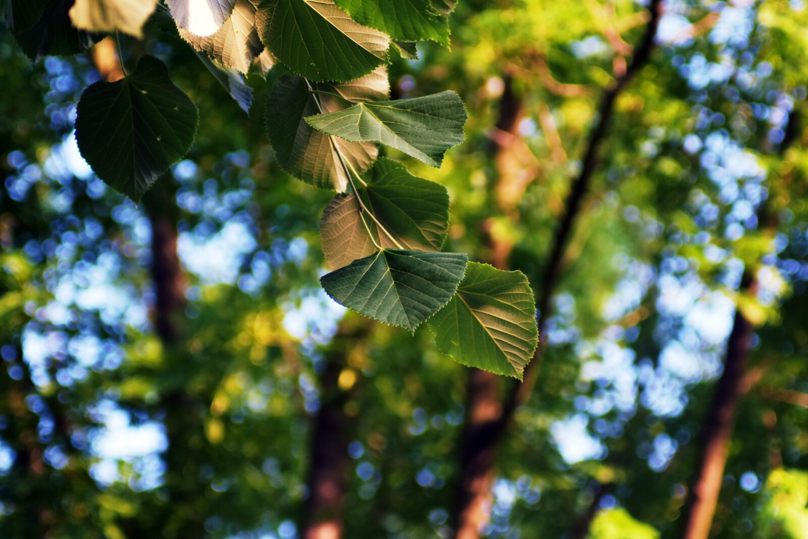 Nikon D3400 sample photo. Holidays, wood, forest photography