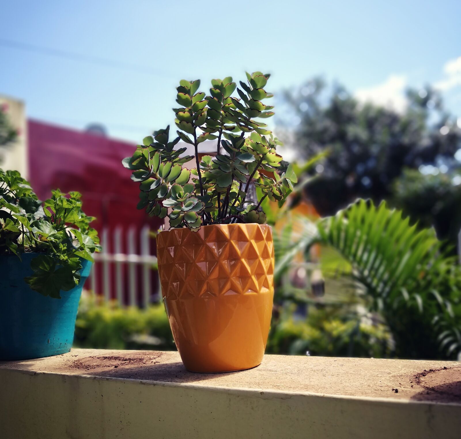 HUAWEI Mate 10 Pro sample photo. Plant, flowerpot, nature photography