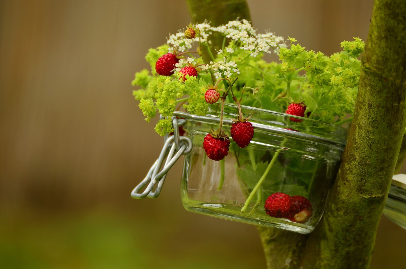 Nikon D5100 sample photo. Strawberries, wild strawberries, walder photography