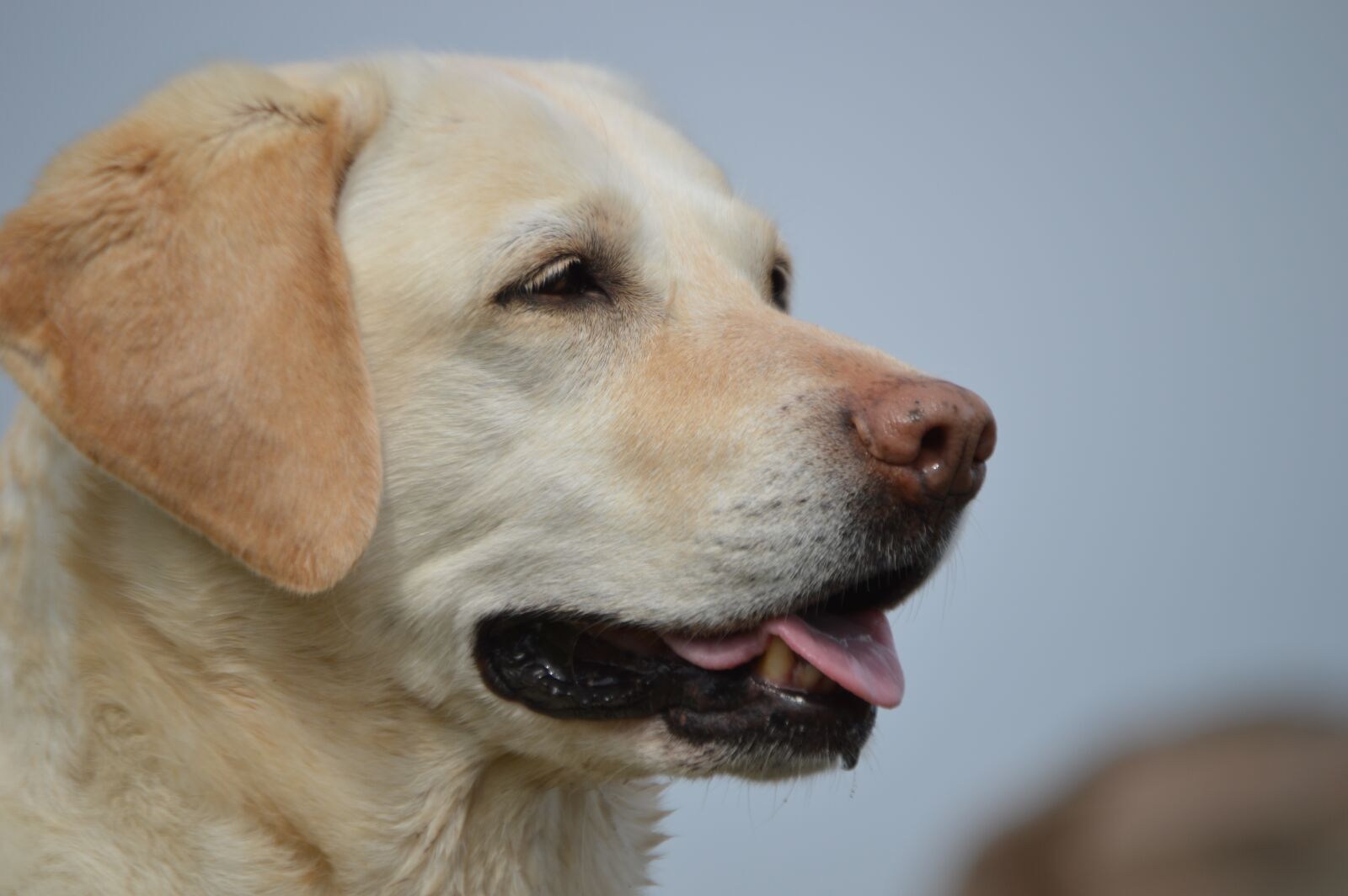 Nikon D3200 sample photo. Dog, pet, cute photography