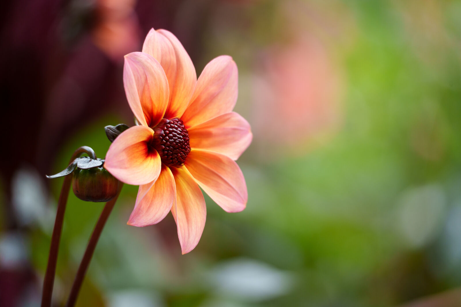 Sony a7R V sample photo. Flower bokeh photography