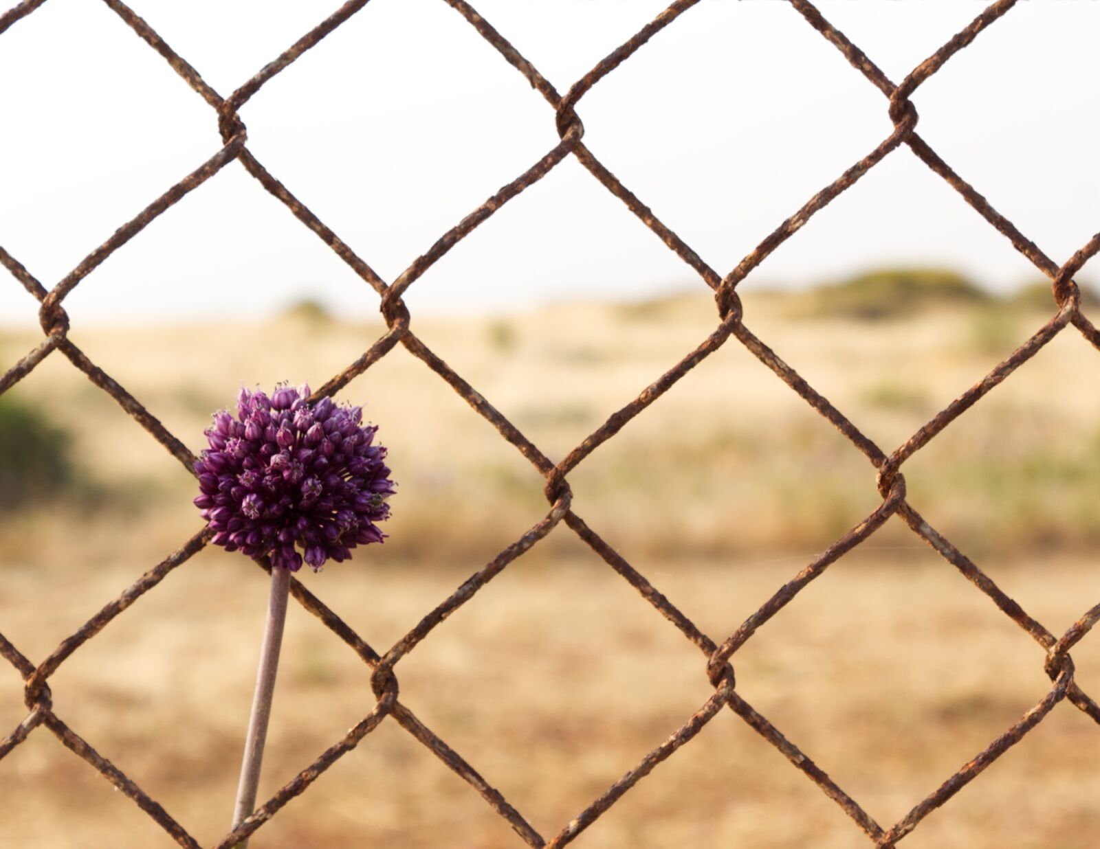 Canon EOS 1300D (EOS Rebel T6 / EOS Kiss X80) sample photo. Flower, purple, fence photography