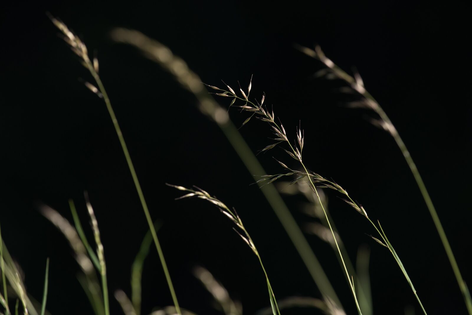 Nikon D750 sample photo. Grasses, seeds, nature photography