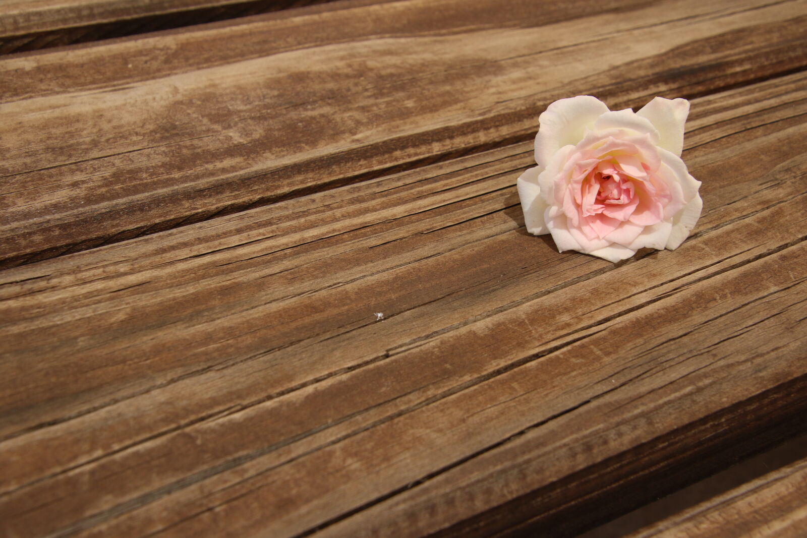 Canon EOS 7D Mark II sample photo. Background, garden, grow, ican photography