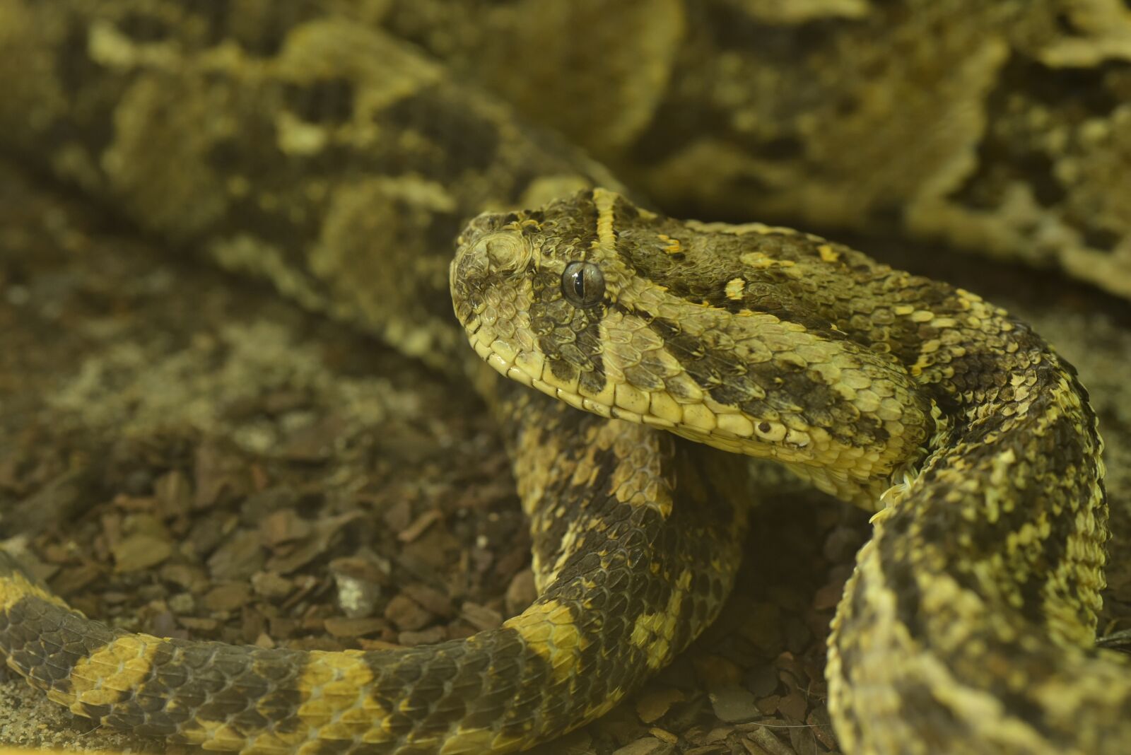 Nikon D750 sample photo. Puff adder, bitis arietans photography