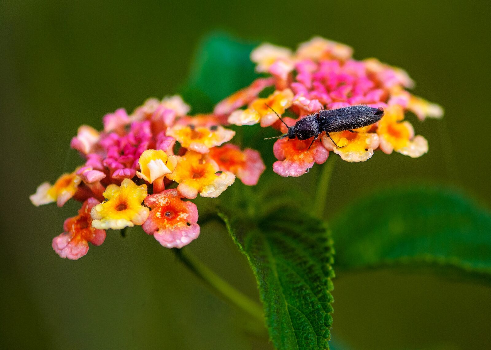 Nikon D80 sample photo. Insects, wildflowers, the pollen photography