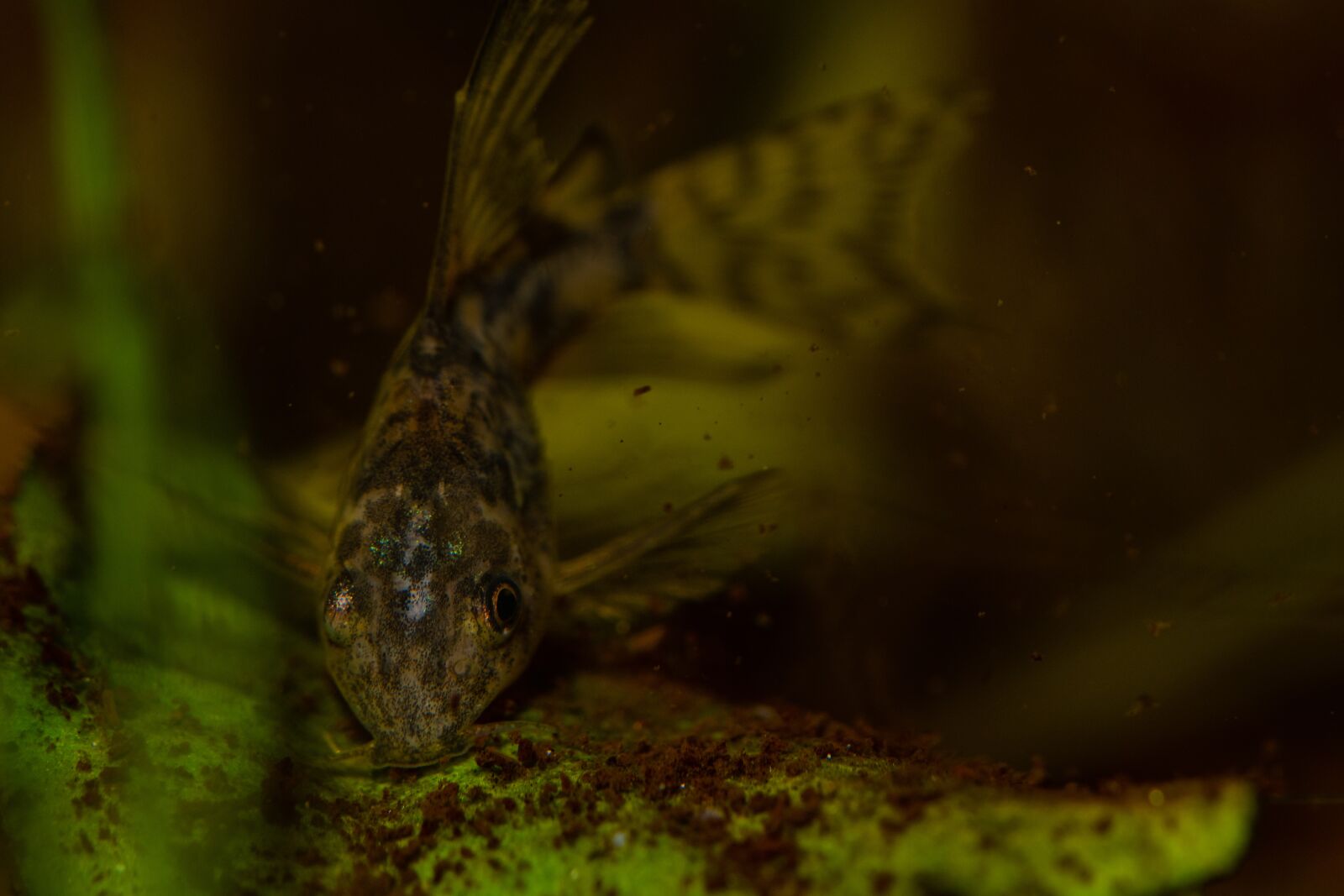 Nikon D7500 sample photo. Corydoras paleatus, corydoras speckled photography