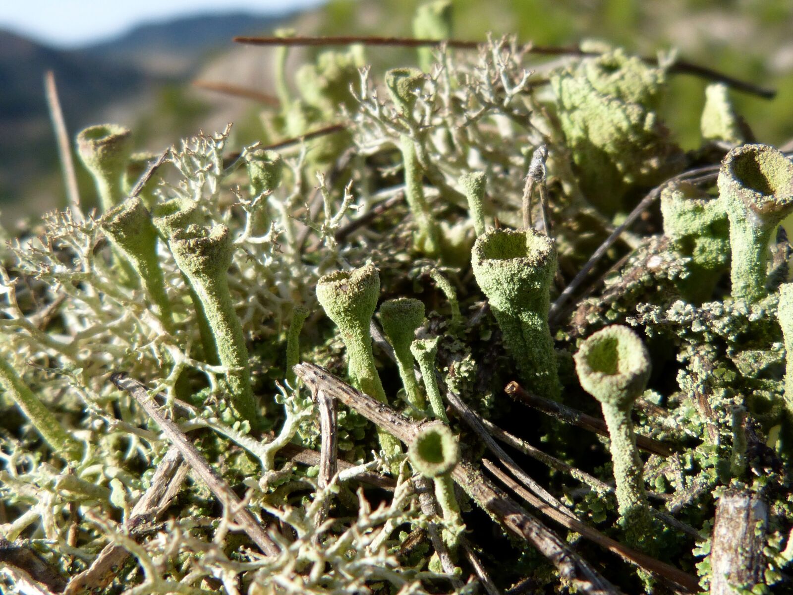 Panasonic DMC-FZ62 sample photo. Lichen, moss, snorquel photography