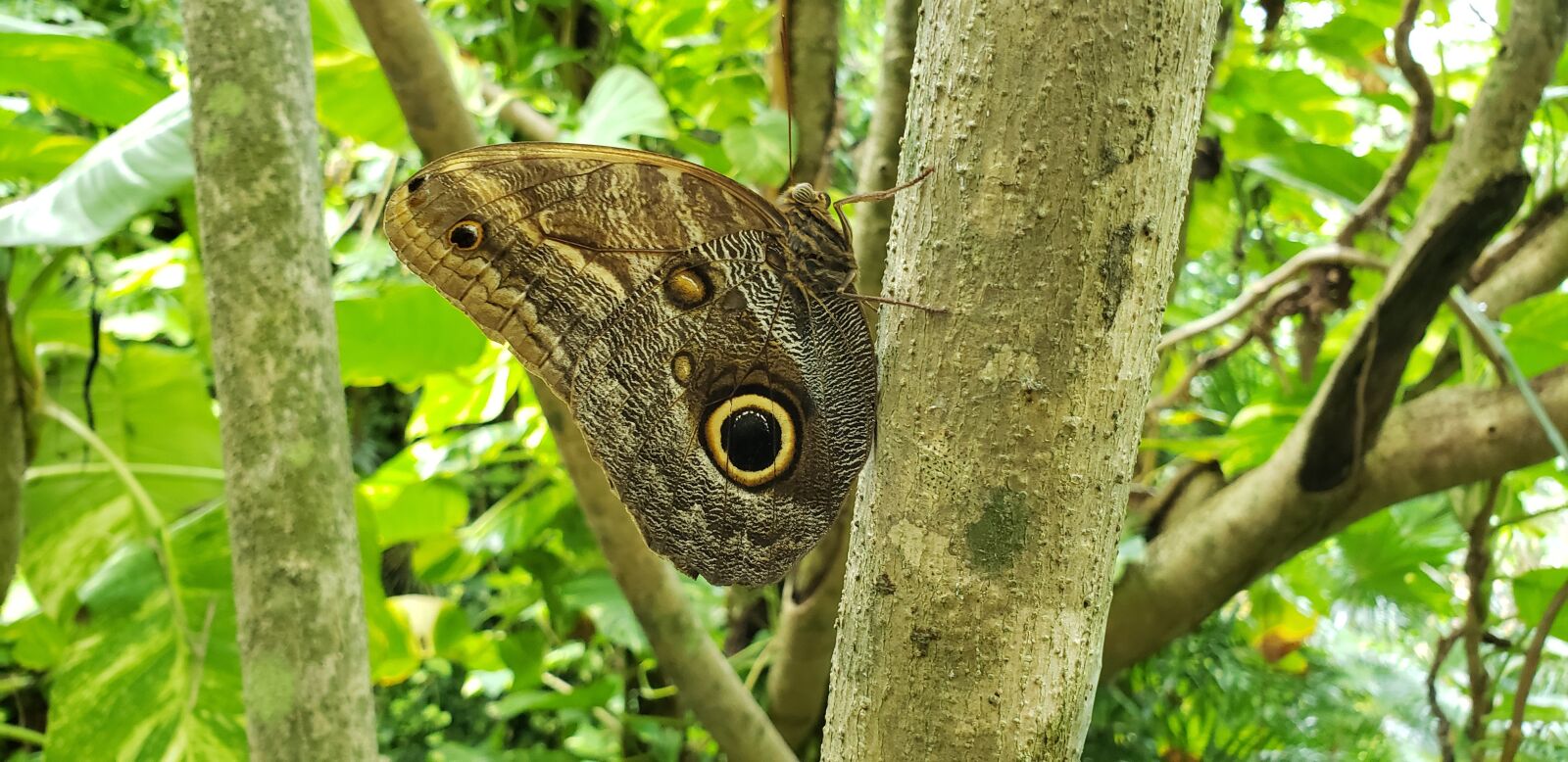 Samsung Galaxy S9 sample photo. Butterfly, insects, nature photography