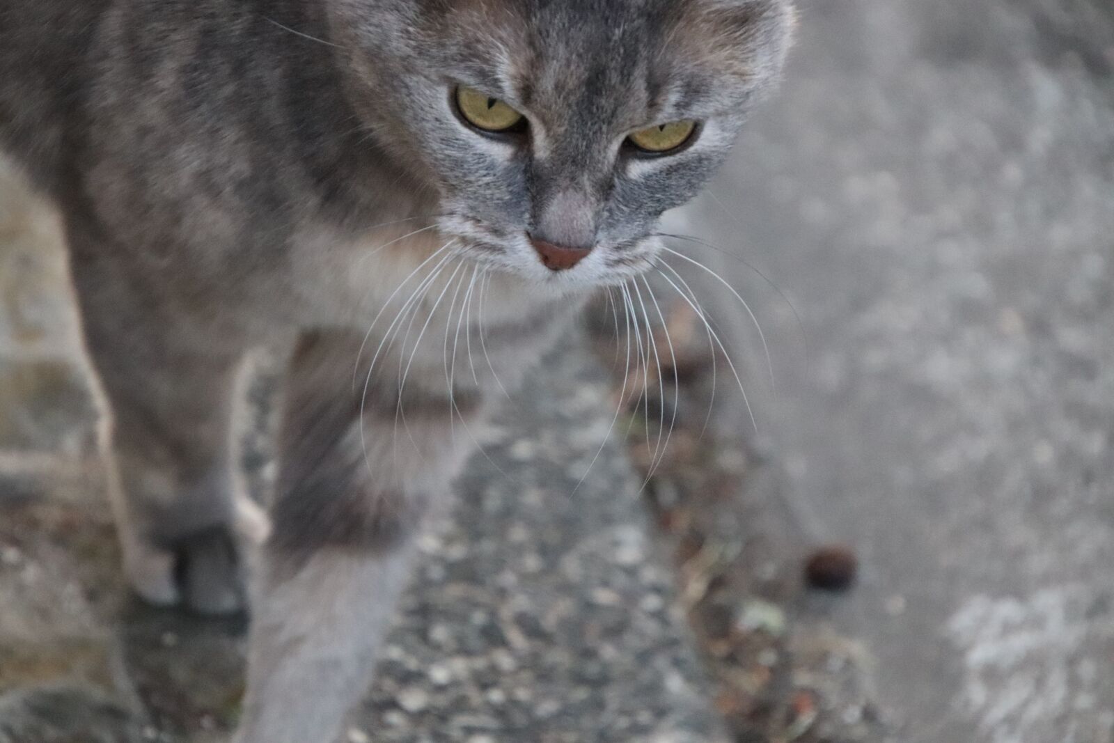 Canon EOS 800D (EOS Rebel T7i / EOS Kiss X9i) sample photo. Cat, felines, close up photography