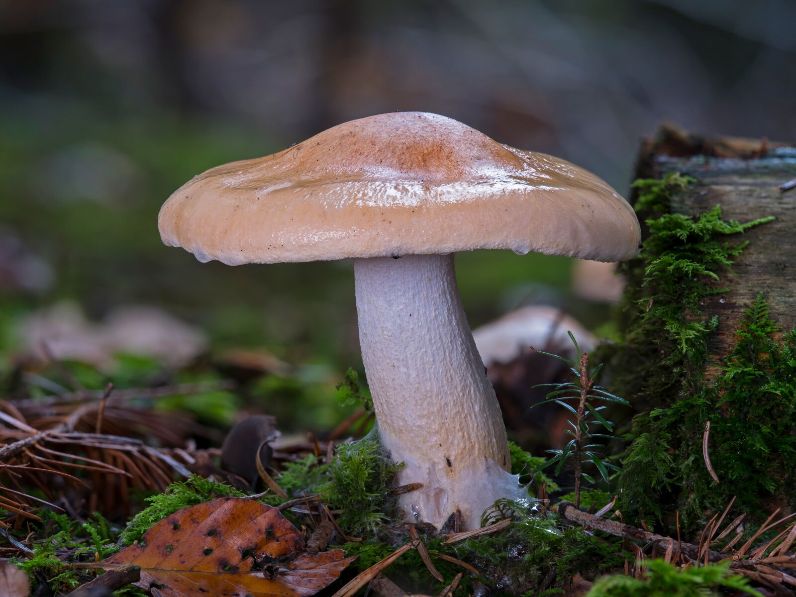 Panasonic Lumix DC-G9 sample photo. Mushroom, moss, autumn photography