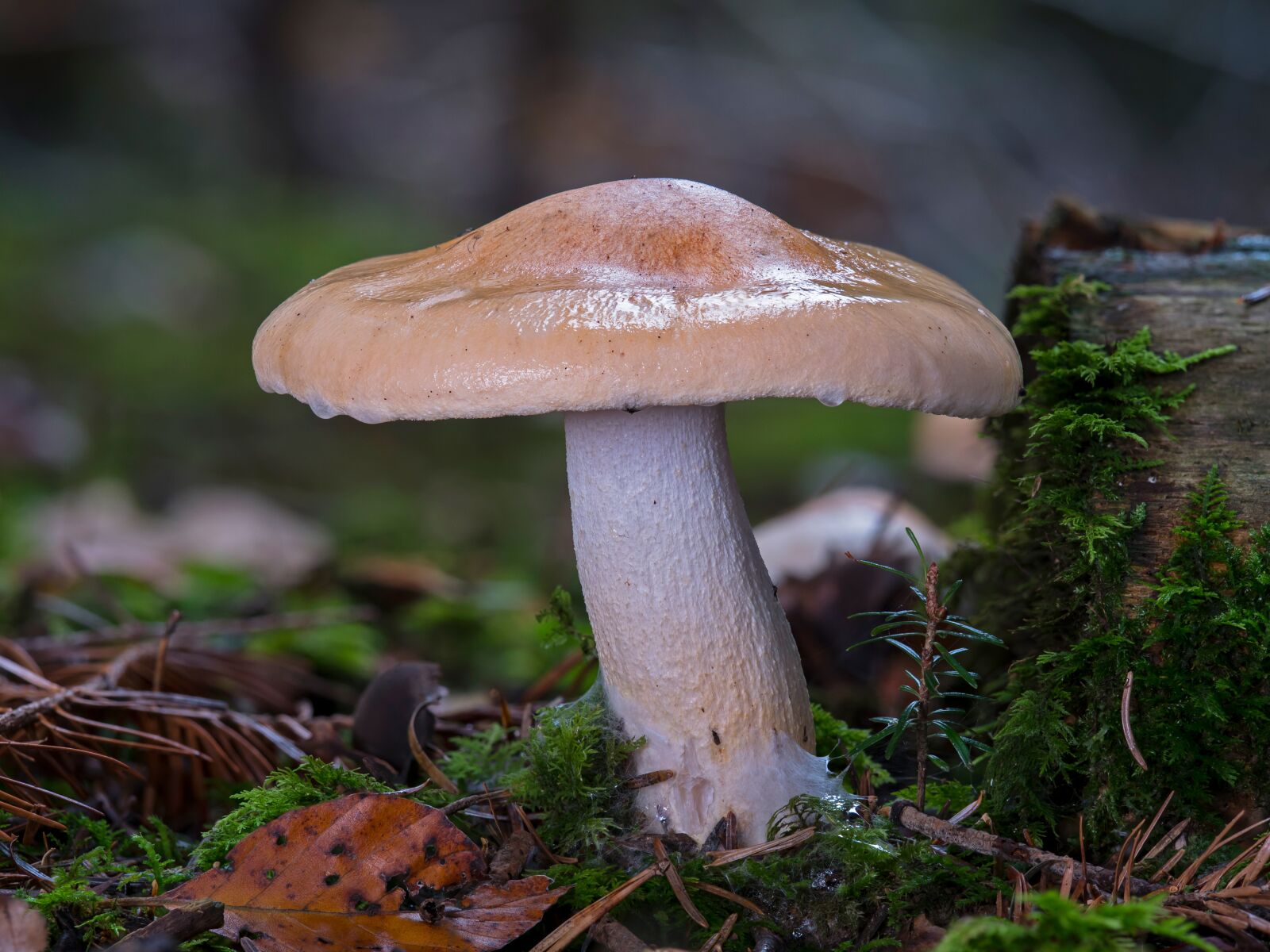 Panasonic Lumix DC-G9 + Olympus M.Zuiko Digital ED 60mm F2.8 Macro sample photo. Mushroom, moss, autumn photography