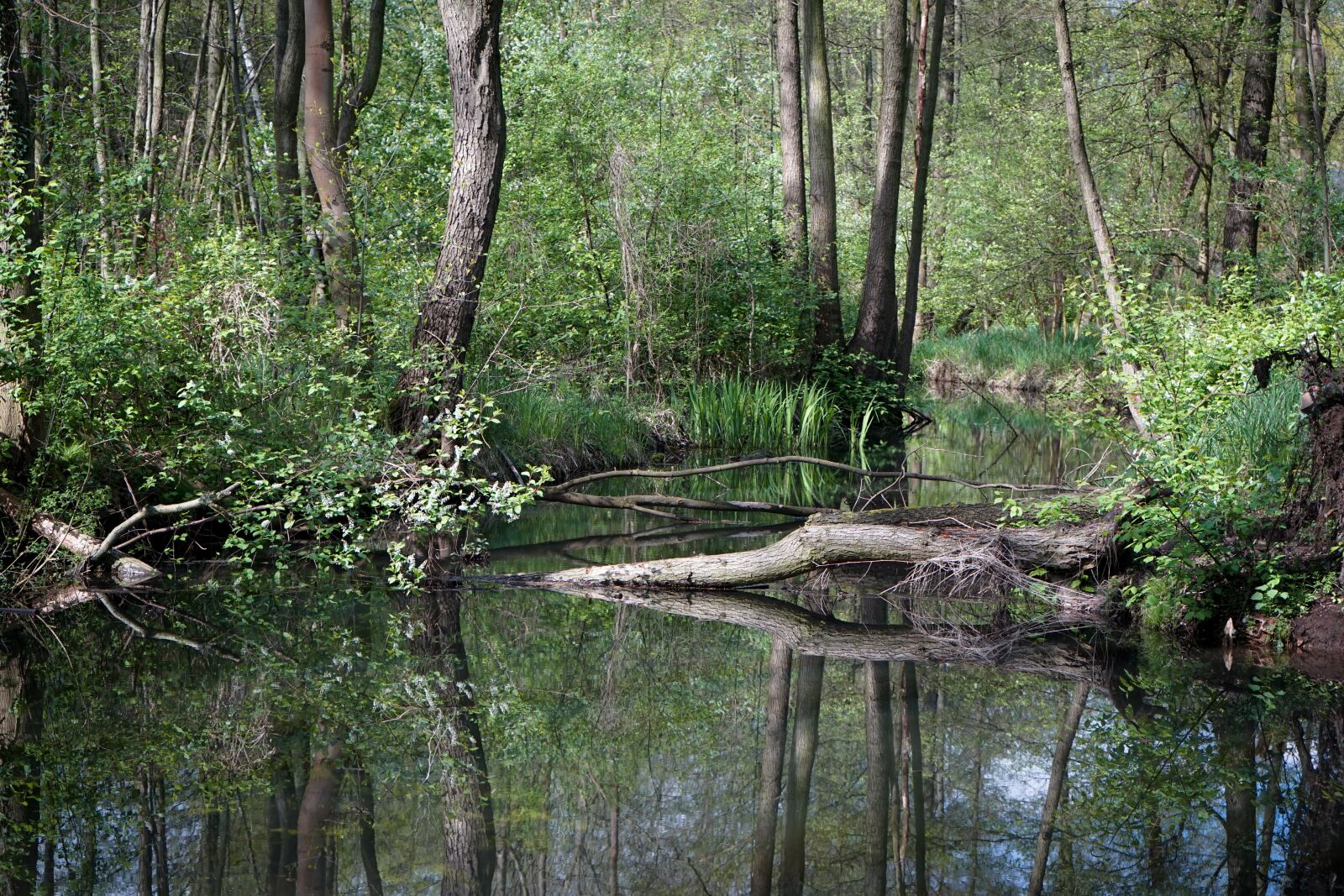 Sony a7 + Sony FE 28-70mm F3.5-5.6 OSS sample photo. Nature, forest, bach photography