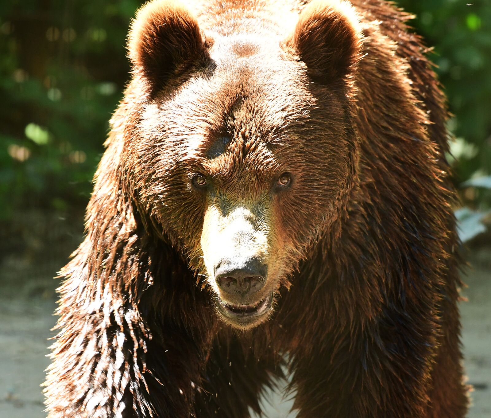 Nikon D7500 sample photo. Bear, brown bear, zoo photography