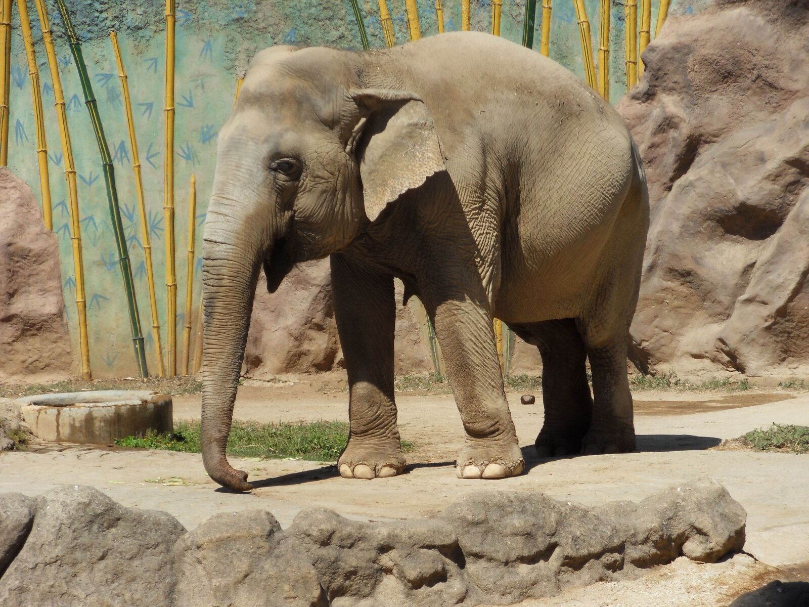 Samsung PL60 / VLUU PL60 /  SL420 sample photo. Elephant, animal, mammals photography