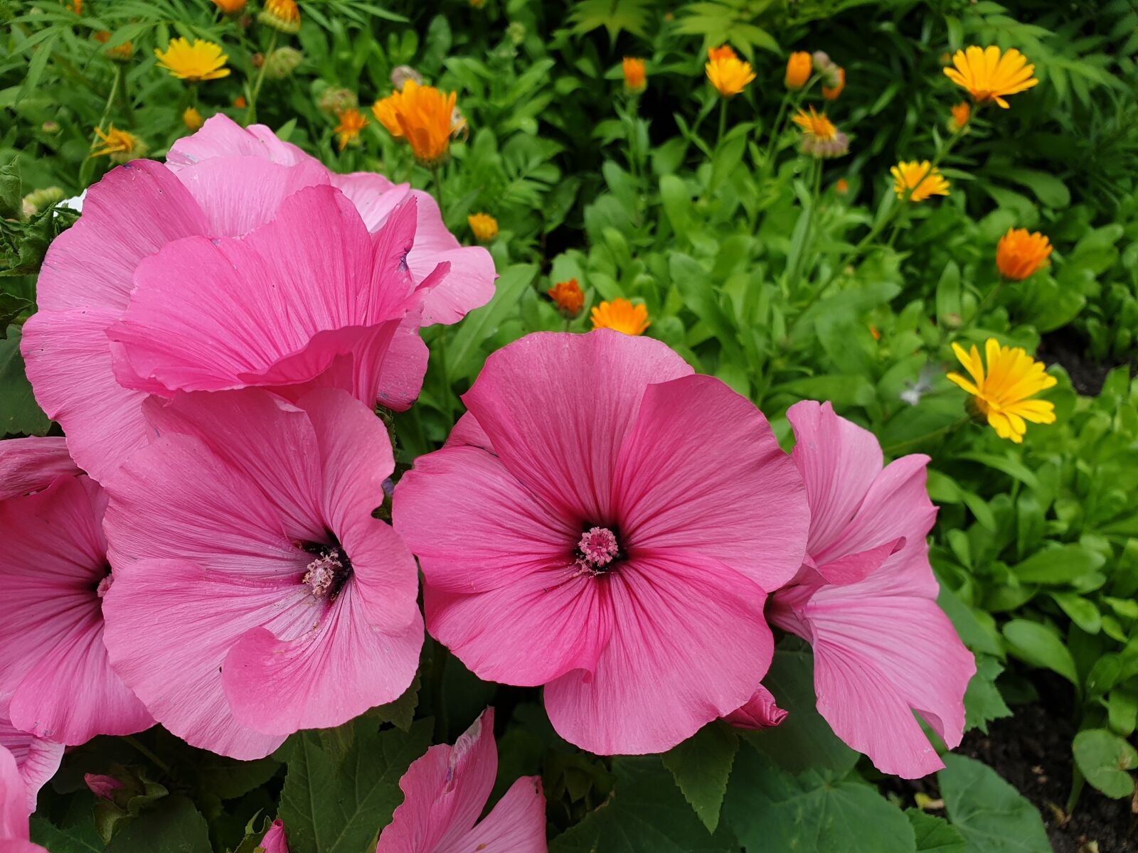 Samsung Galaxy S9+ sample photo. Flowers, nature, bloom photography