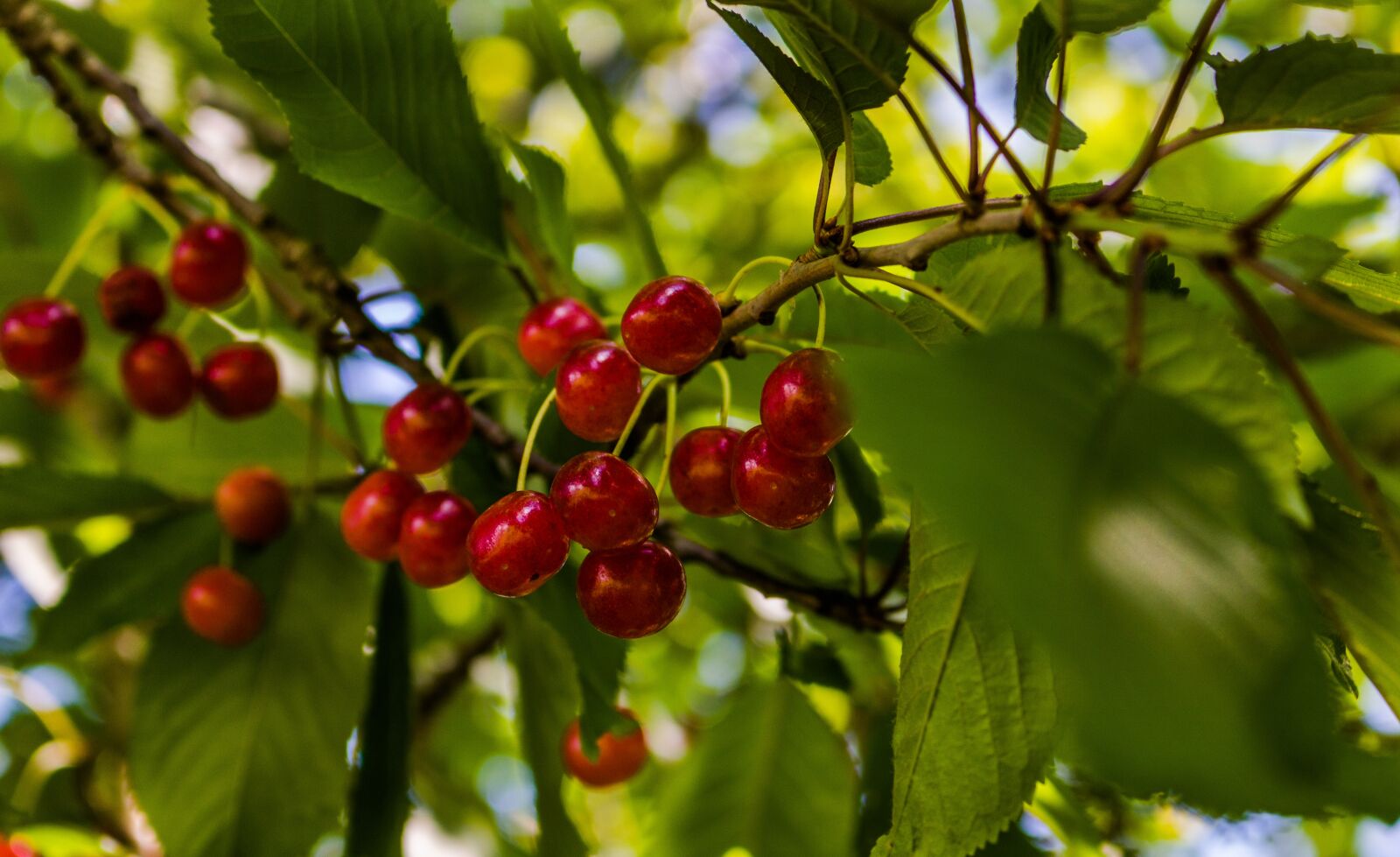 Canon EOS 760D (EOS Rebel T6s / EOS 8000D) + Canon EF-S 18-55mm F3.5-5.6 IS STM sample photo. Cherry, tree, spring photography