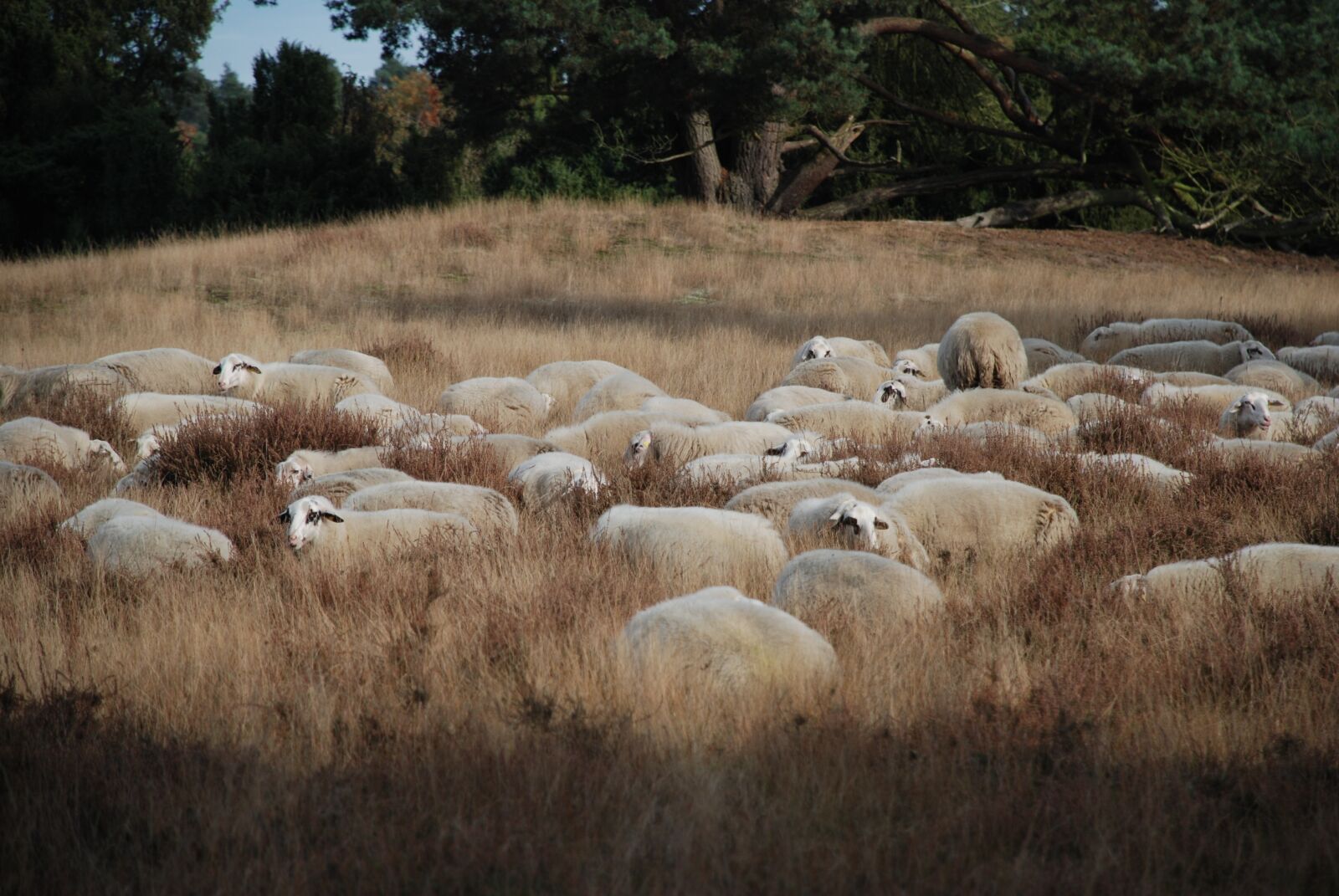 Nikon D80 sample photo. Sheep, heide, flock photography