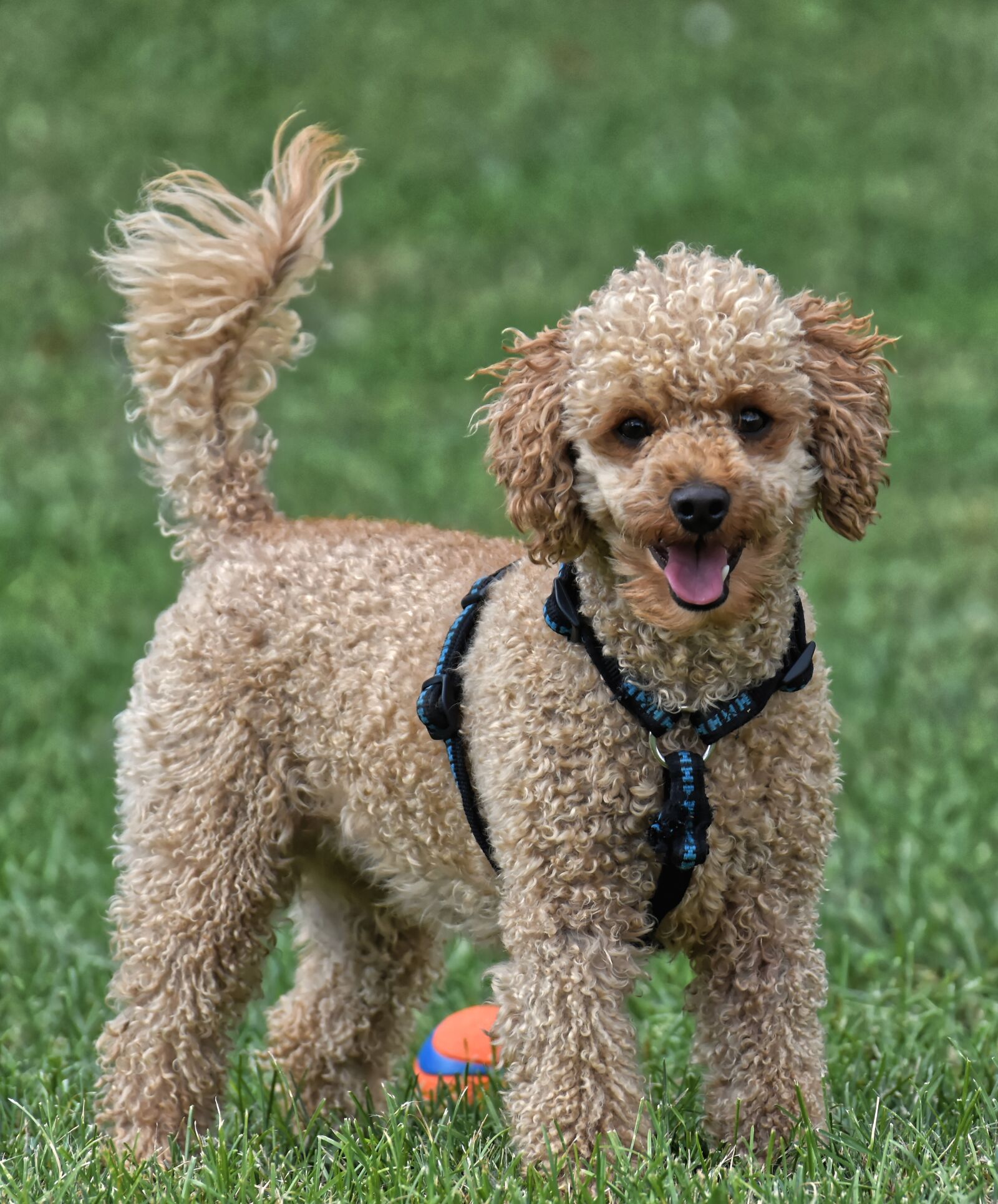 Nikon D7200 sample photo. Poodle, animal photography, playful photography