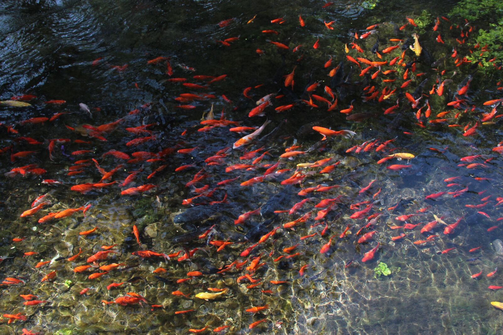 Canon EF-S 18-135mm F3.5-5.6 IS sample photo. 水磨沟 river, fish, summer photography