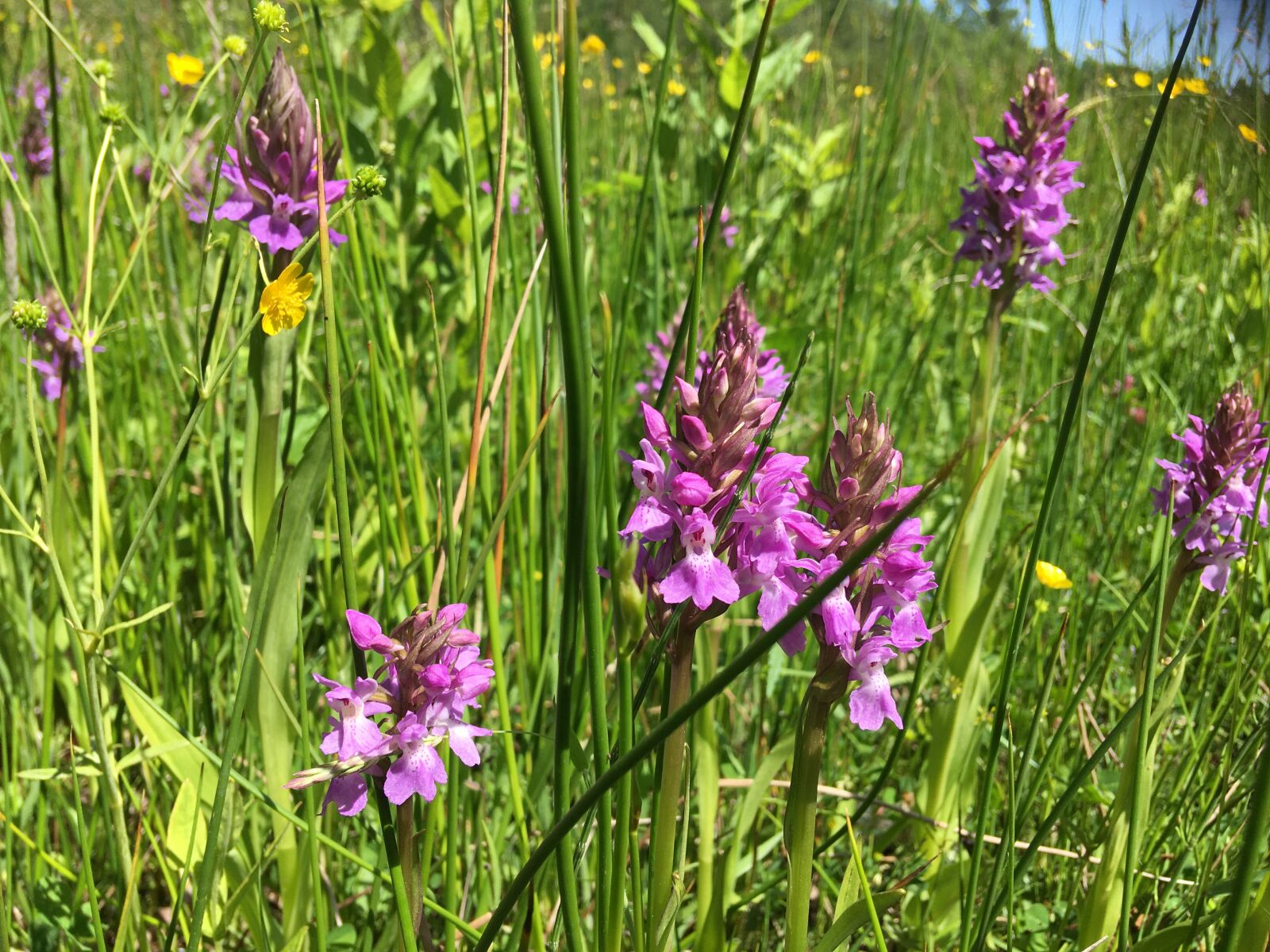 iPhone SE back camera 4.15mm f/2.2 sample photo. Orchid, flowers, flora photography