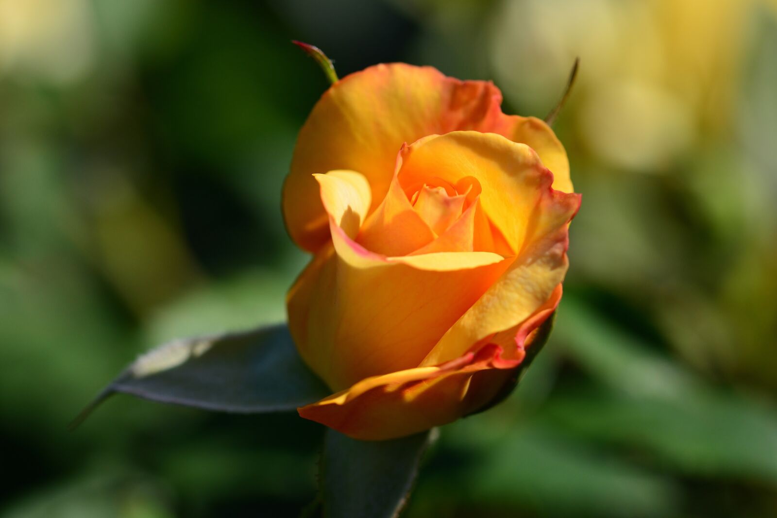 Nikon D5200 sample photo. Rose, blossom, bloom photography