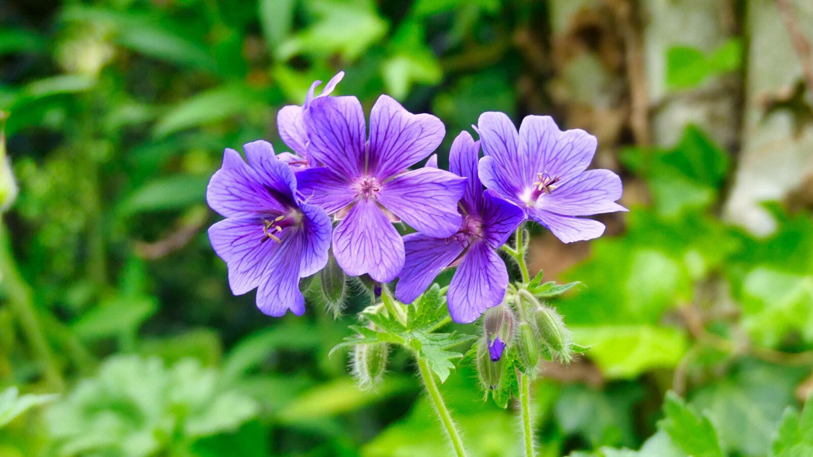 Panasonic Lumix DMC-FZ300 sample photo. Flowers, spring, garden photography