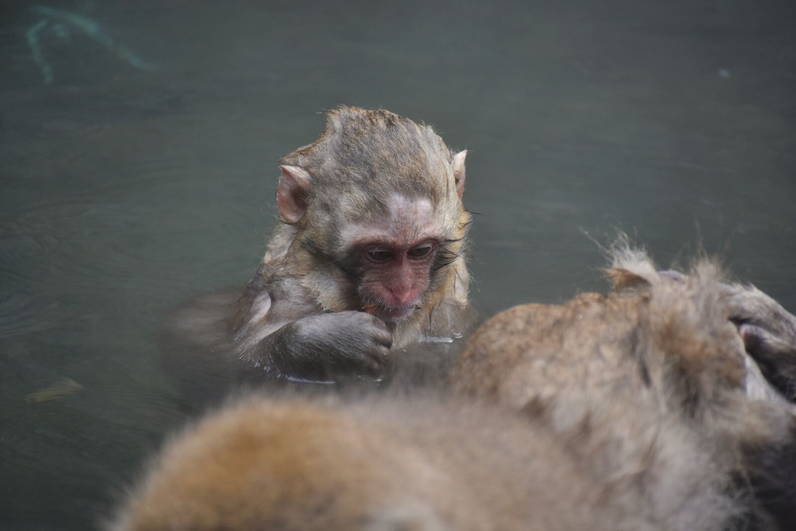 Nikon D7200 sample photo. Animal, monkey, baby japanese photography