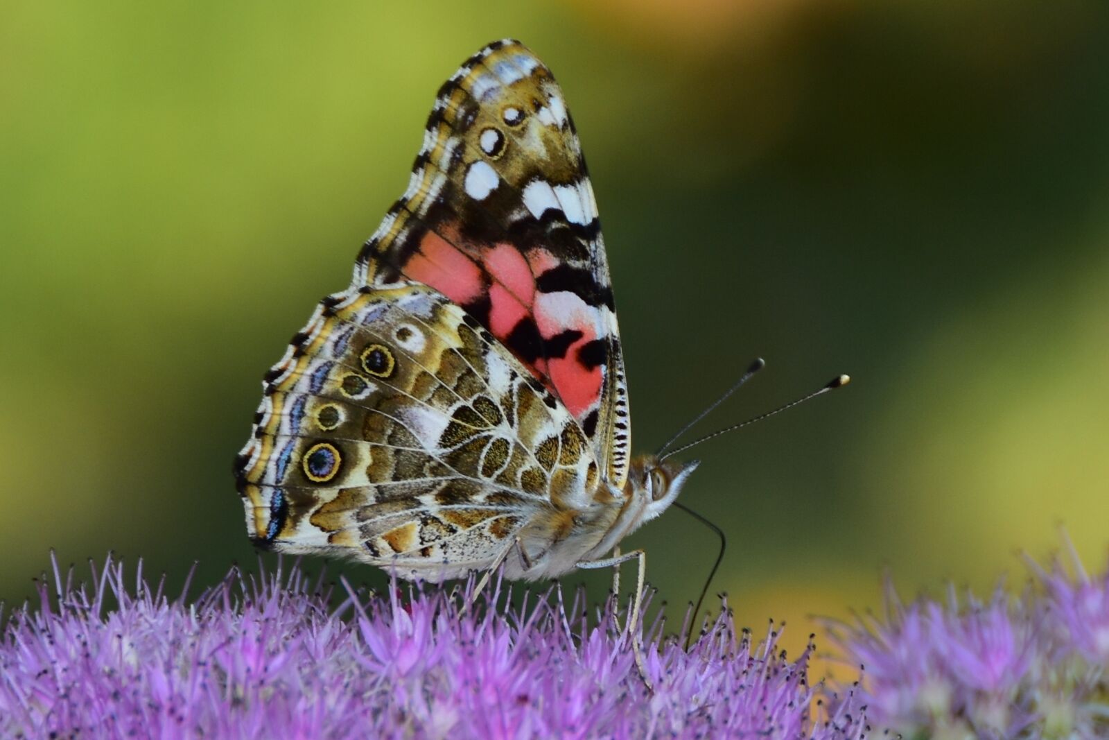 Nikon D7200 sample photo. Butterfly, flora and fauna photography