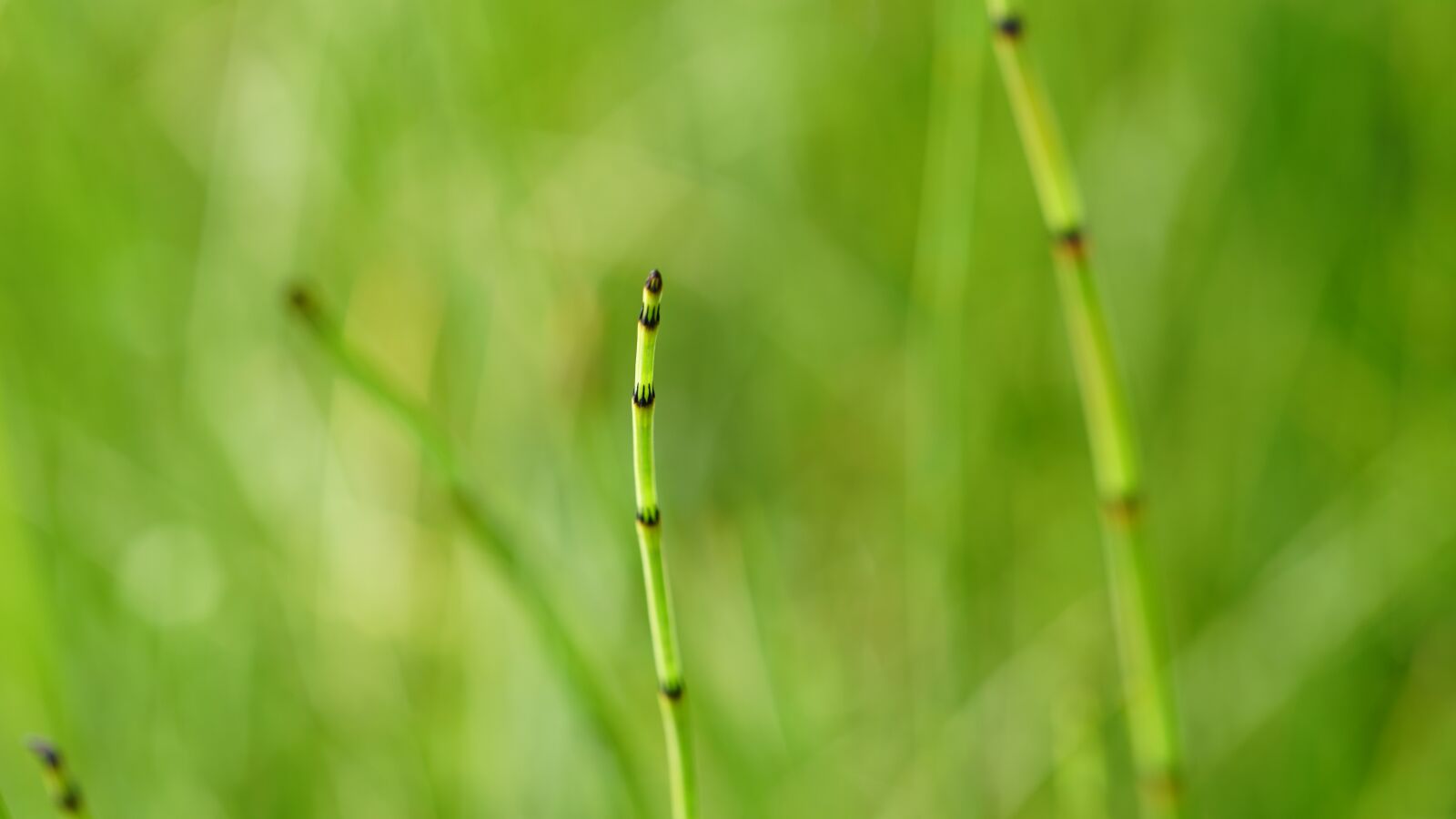 Sony FE 50mm F2.8 Macro sample photo. Grass, horsetail, grasses photography