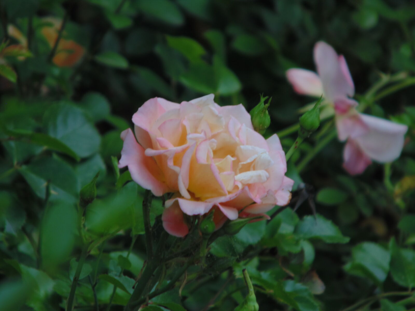 Sony DSC-H100 sample photo