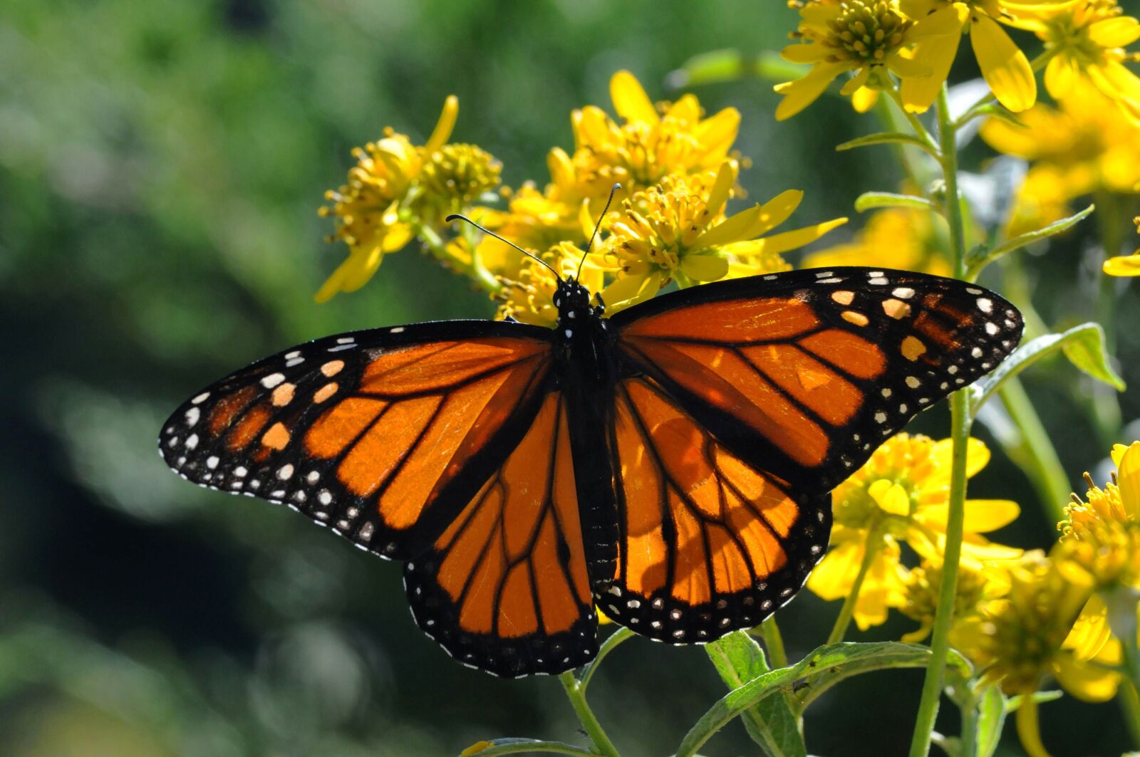 Nikon D300S sample photo. Insect, beaty, nice, monarch photography