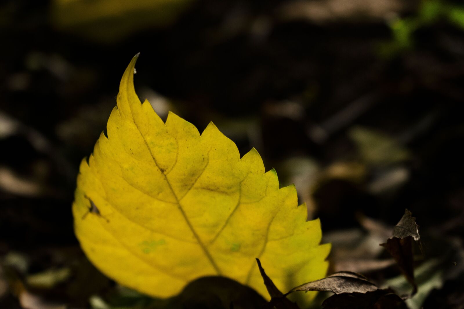 Nikon D5300 sample photo. Leaves, yellow, autumn photography