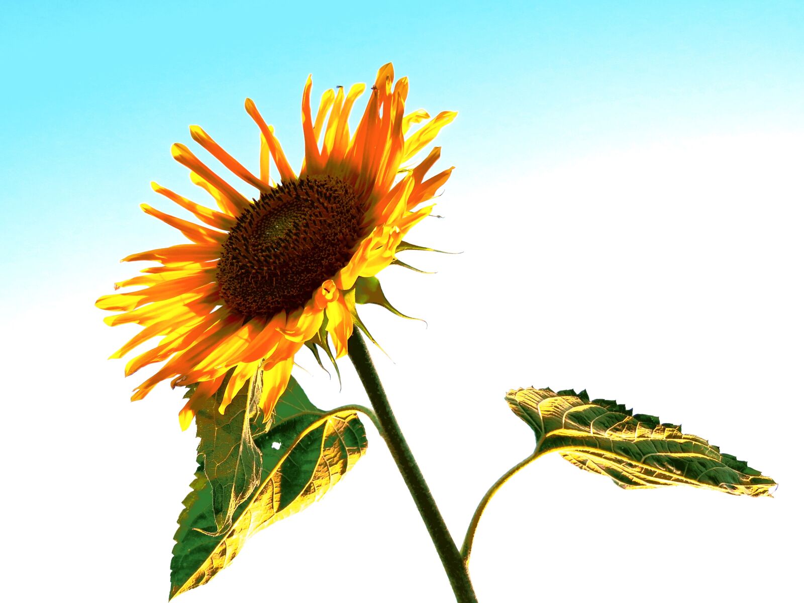 Canon PowerShot SX60 HS sample photo. Sunflower, yellow, sky photography