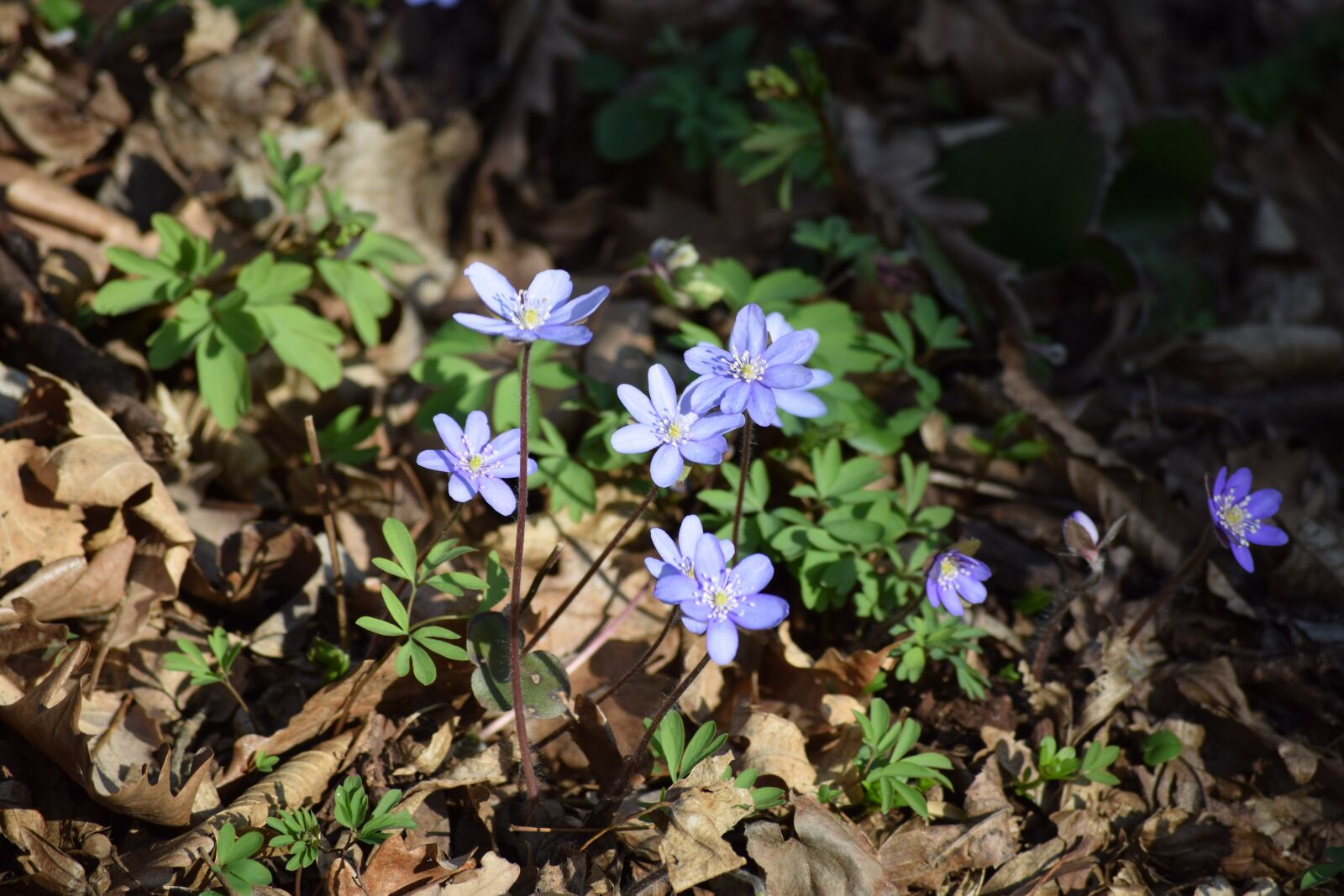 Nikon D3300 sample photo. Flower, purple, spring photography
