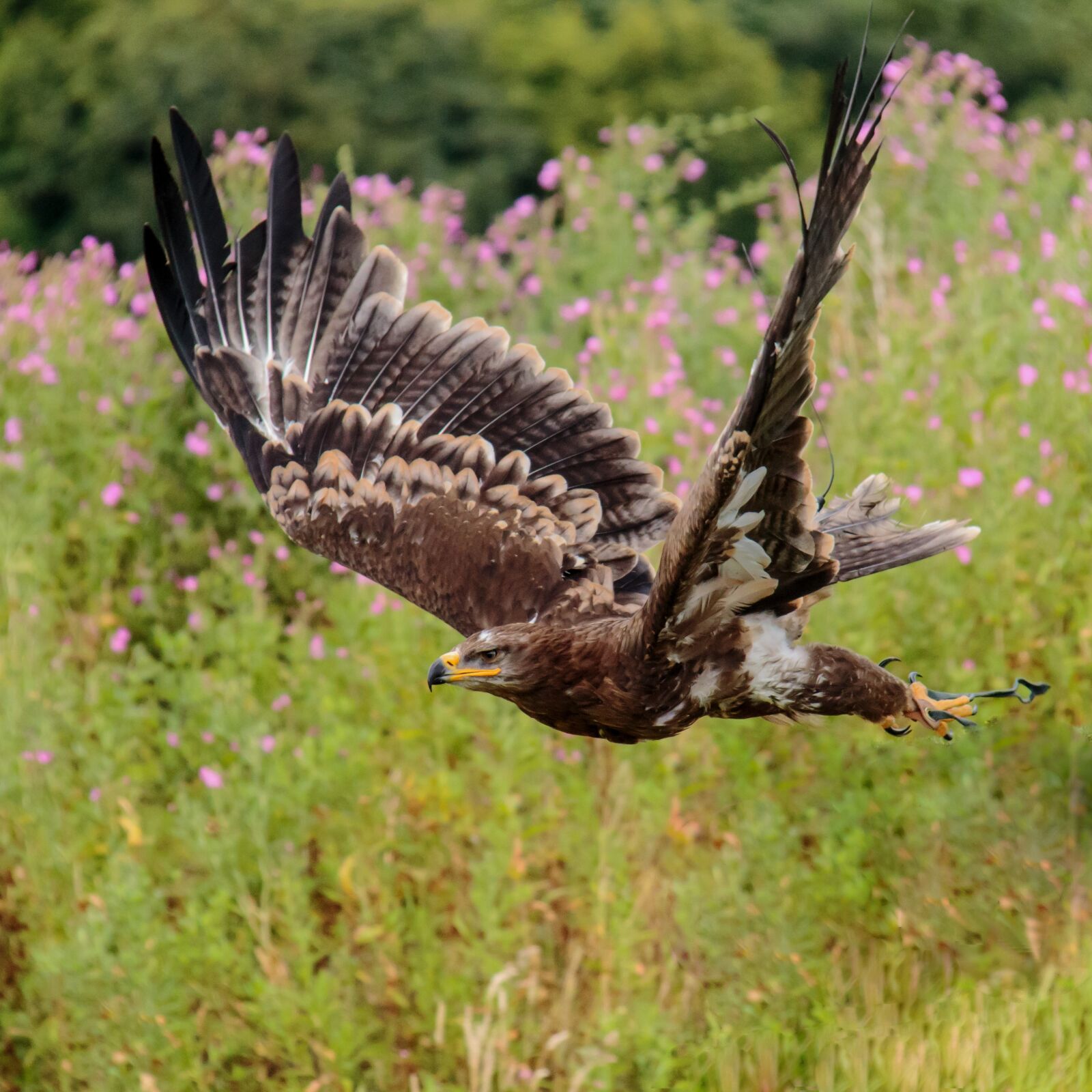 Canon EOS 7D Mark II sample photo. Steppe eagle, eagle, steppe photography