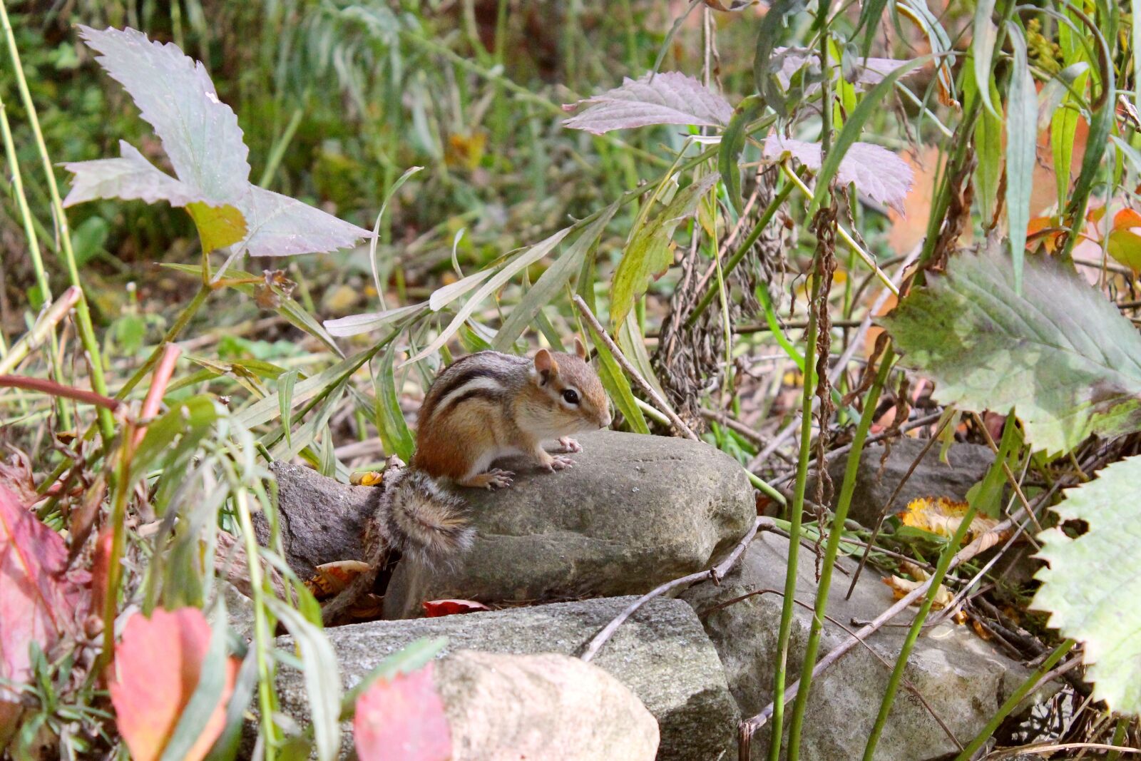 Canon EOS 1100D (EOS Rebel T3 / EOS Kiss X50) sample photo. Chipmunk, leaves, cute photography