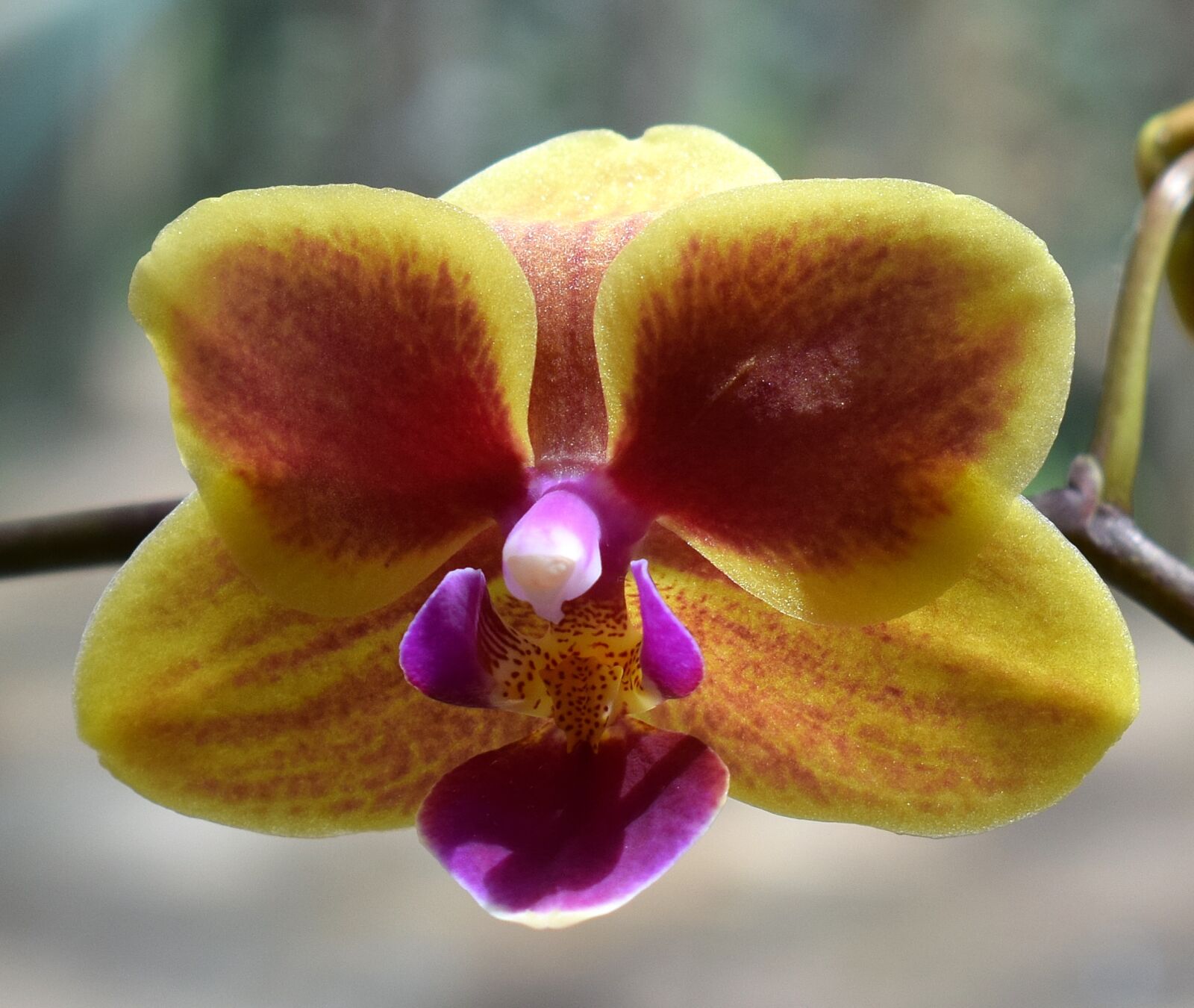 Nikon D3300 sample photo. Hybrid phalaenopsis, phalaenopsis, orchid photography