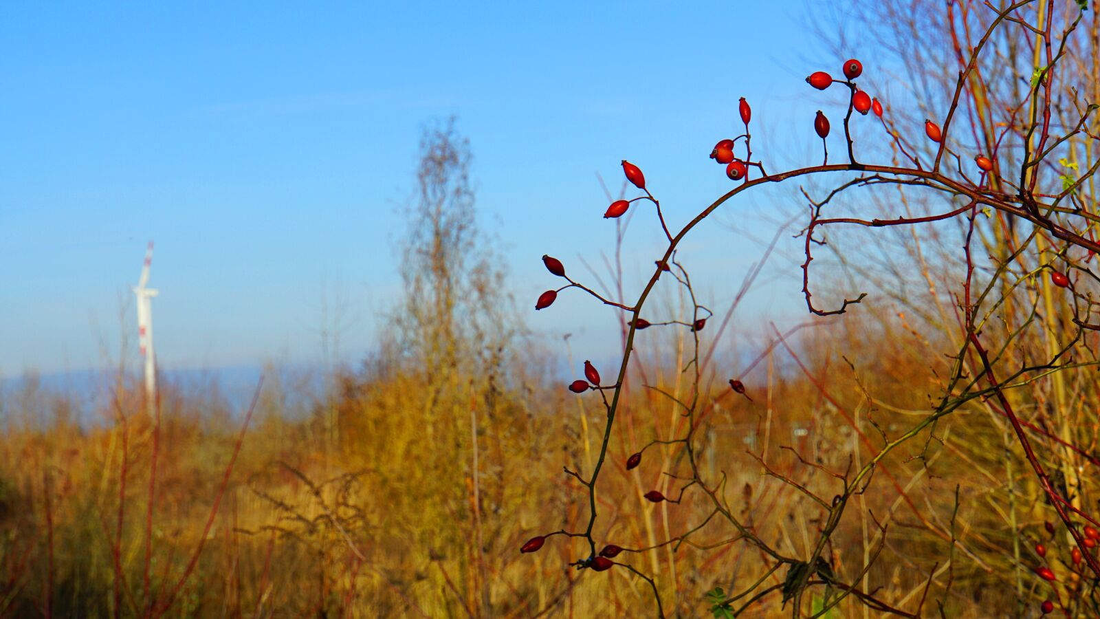Sony a6000 sample photo. Rose hip, bush, red photography