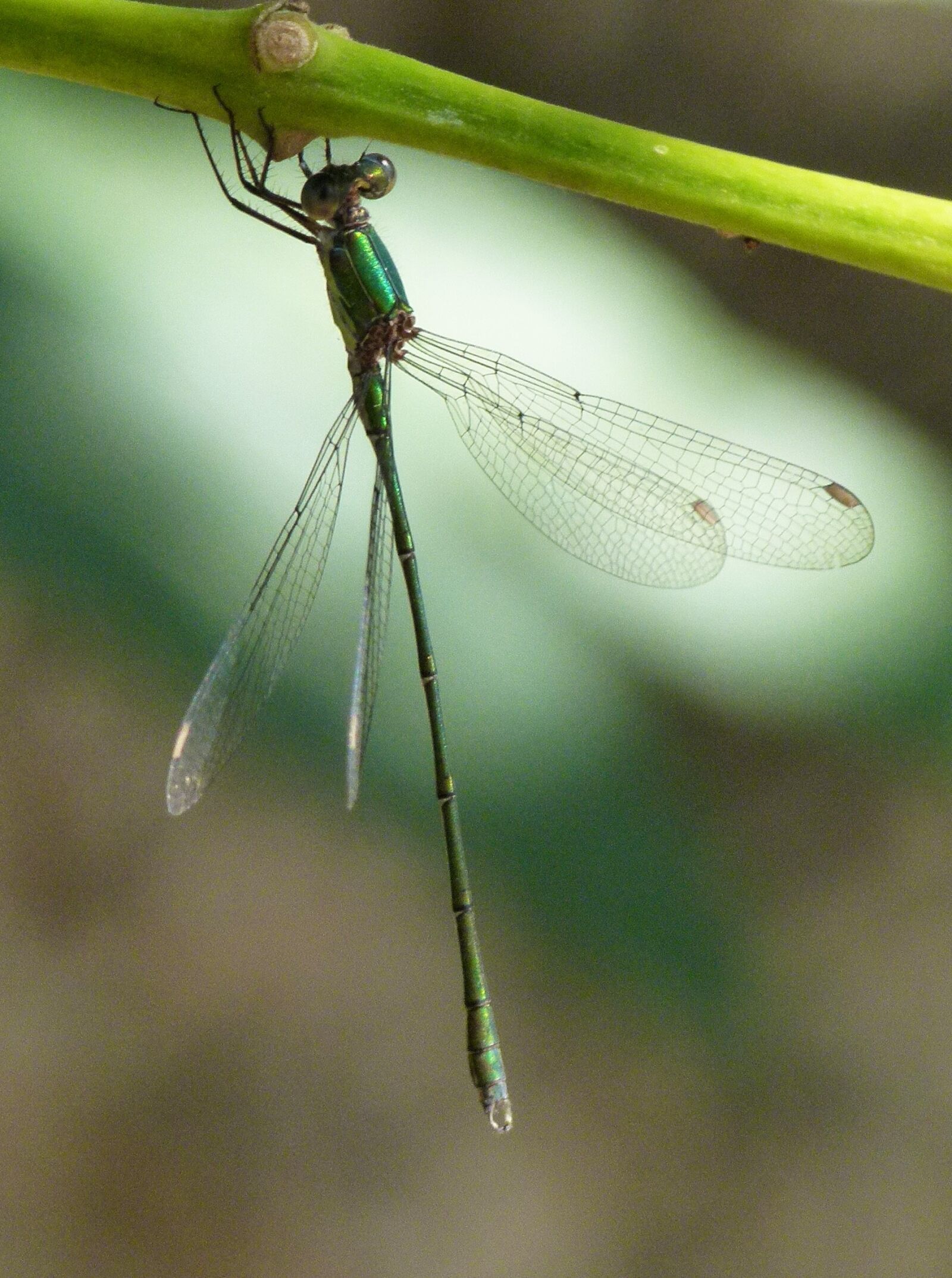 Leica V-Lux 2 sample photo. Green dragonfly, branch, damselfly photography