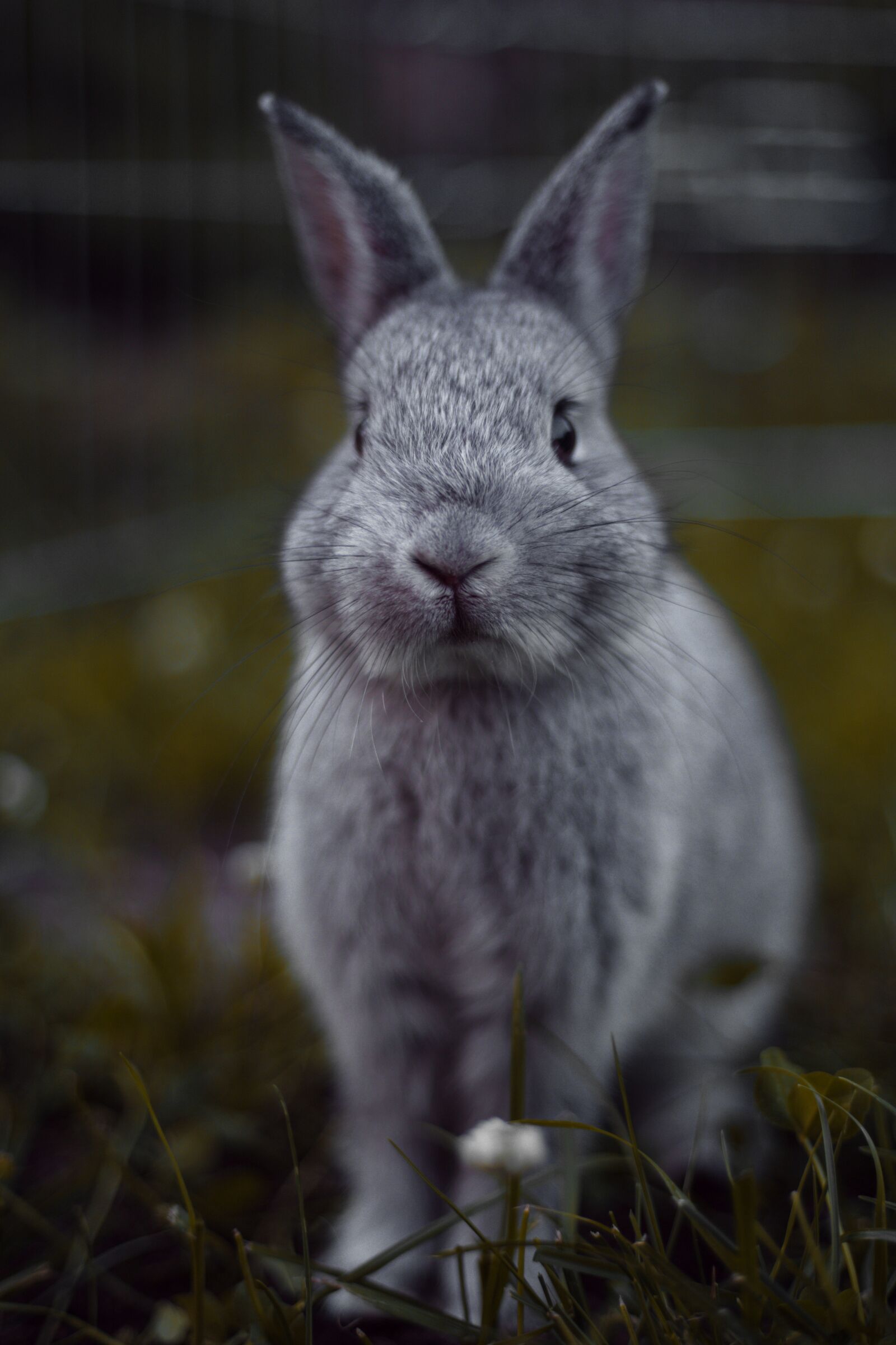 Canon EF 50mm F1.8 II sample photo. Rabbit, rodents, mammal photography
