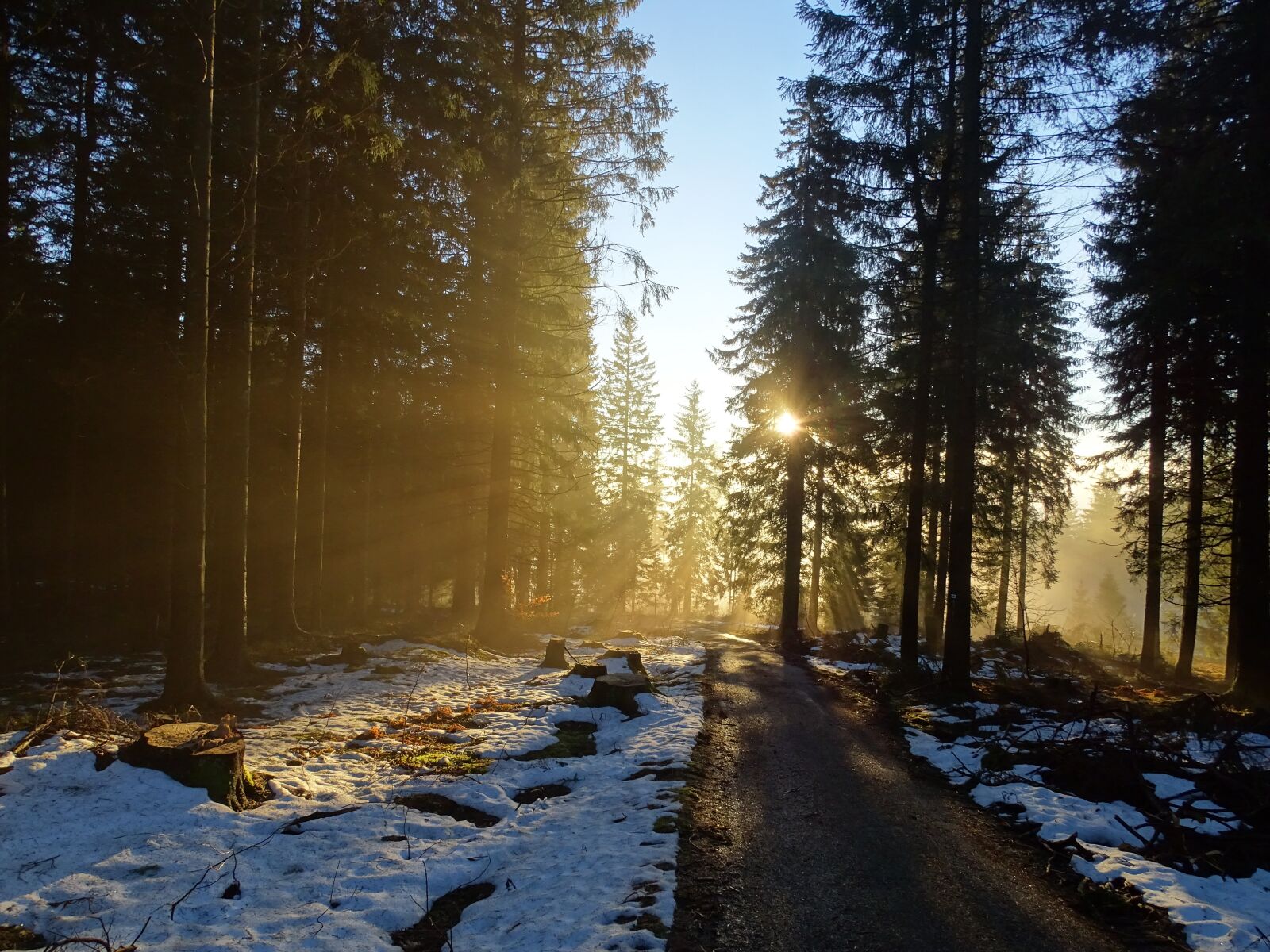 Sony Cyber-shot DSC-HX400V sample photo. Forest, nature, trees photography
