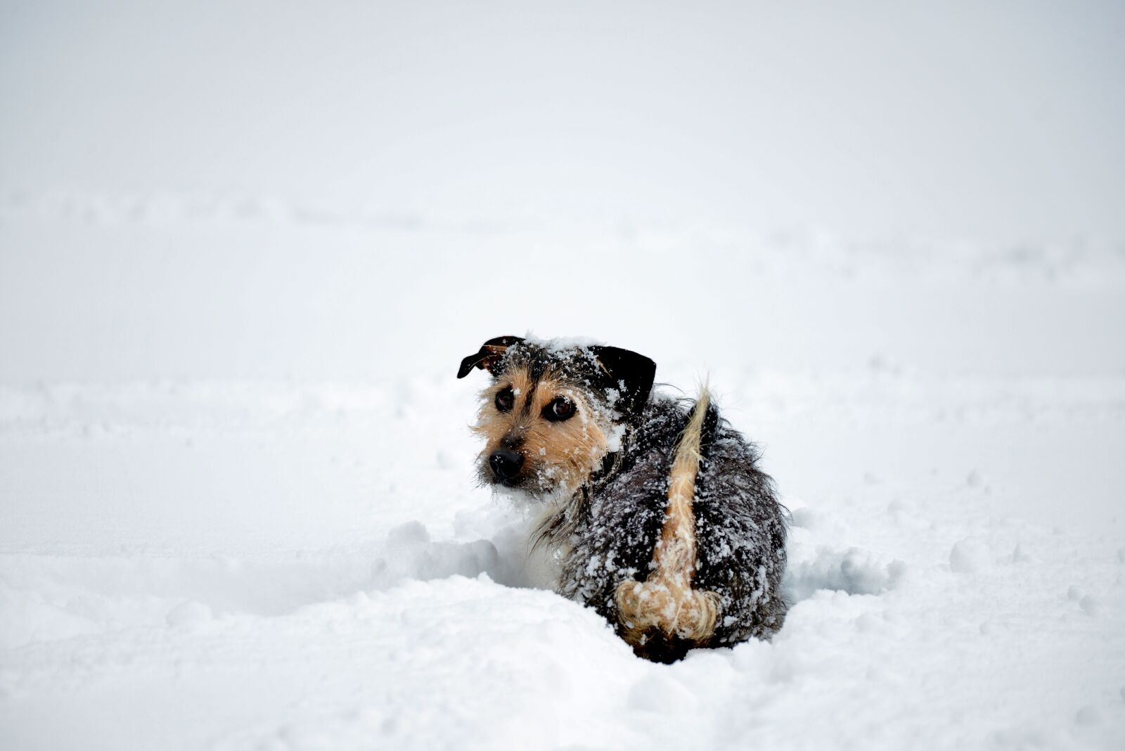 Nikon D600 sample photo. Doggy, dog, snow photography