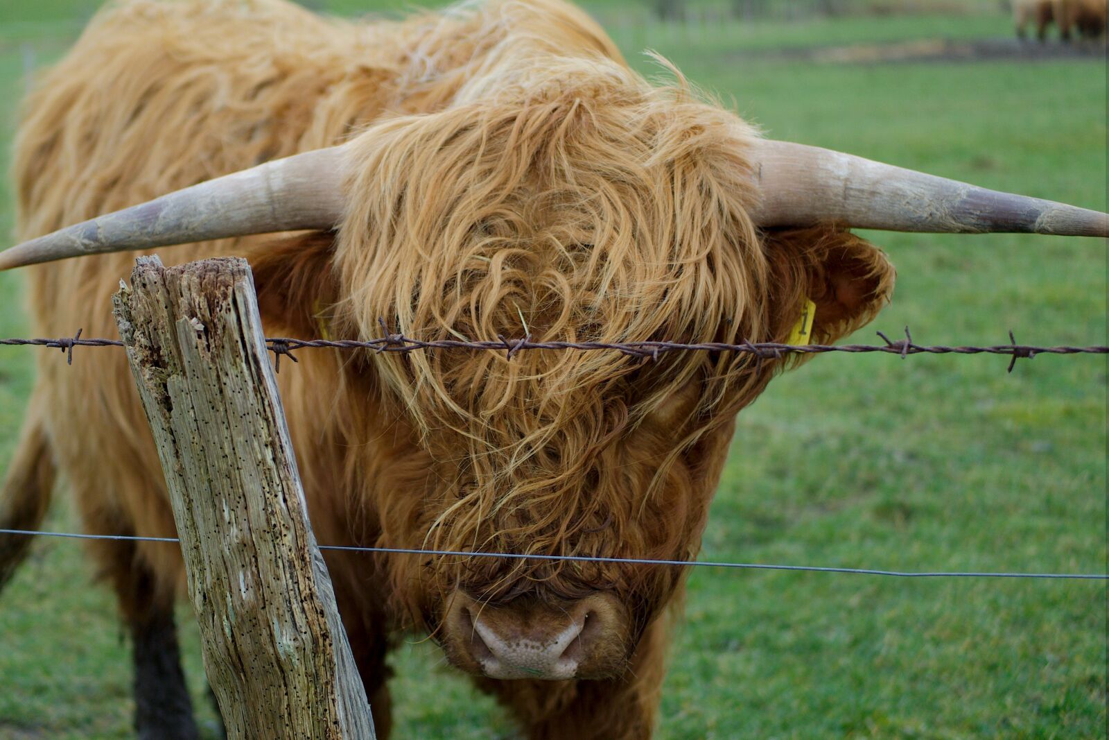 Olympus PEN E-PL7 sample photo. Bull, cow, animal photography