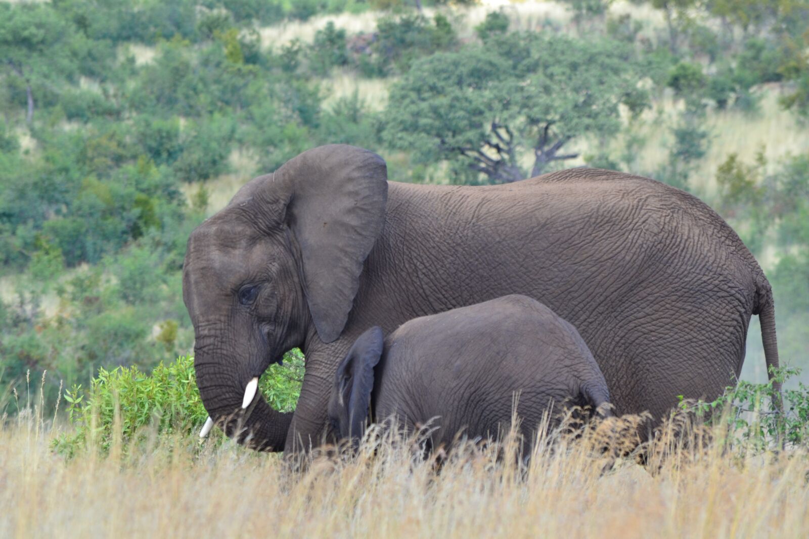Nikon D3100 sample photo. Elephants, tusks, trunk photography