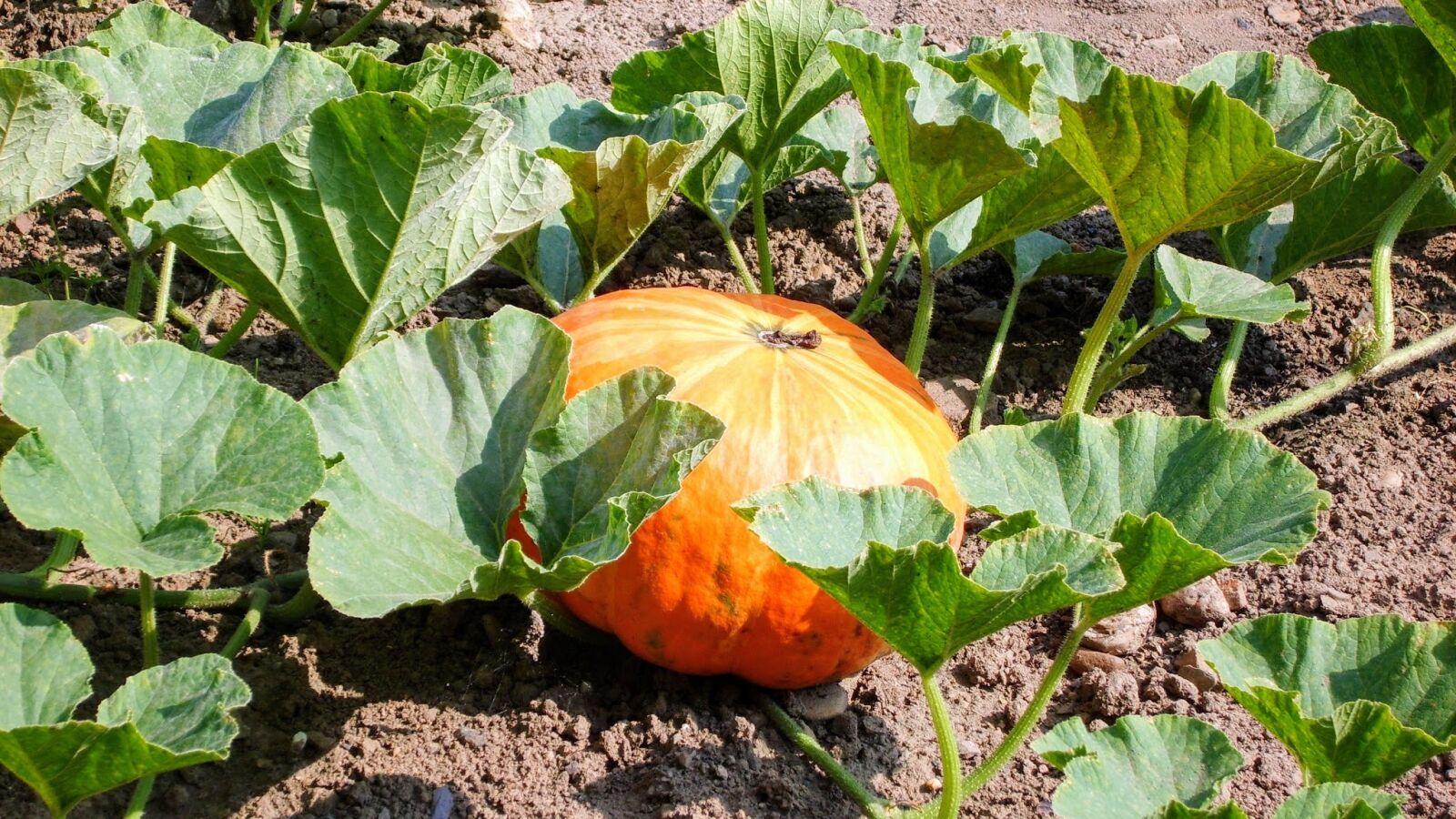Samsung Digimax S830 / Kenox S830 sample photo. Pumpkin, garden, fruit photography