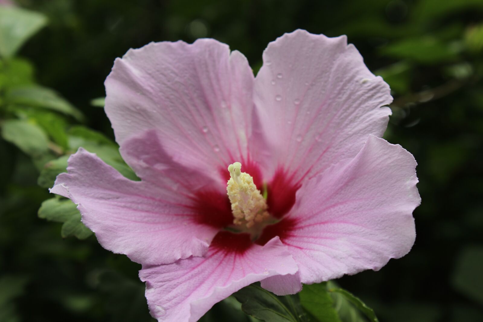 Canon EOS 600D (Rebel EOS T3i / EOS Kiss X5) sample photo. Flower, summer, summer flower photography